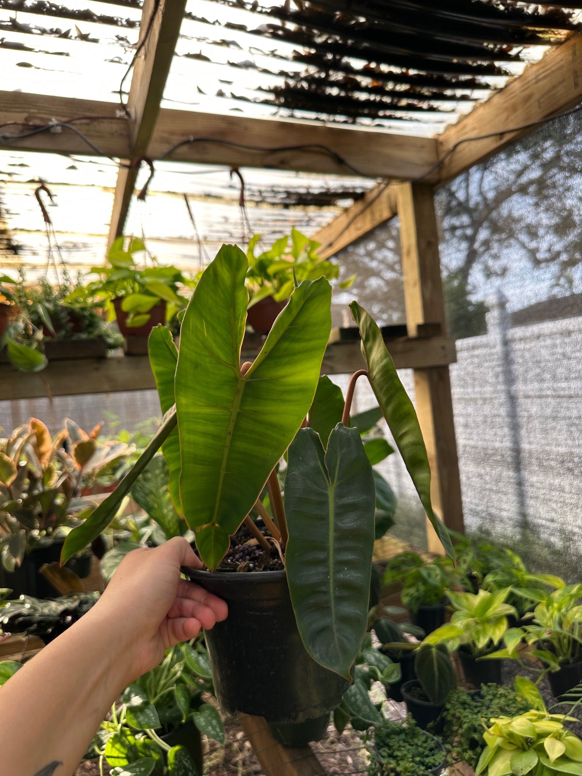 Philodendron Billietiae