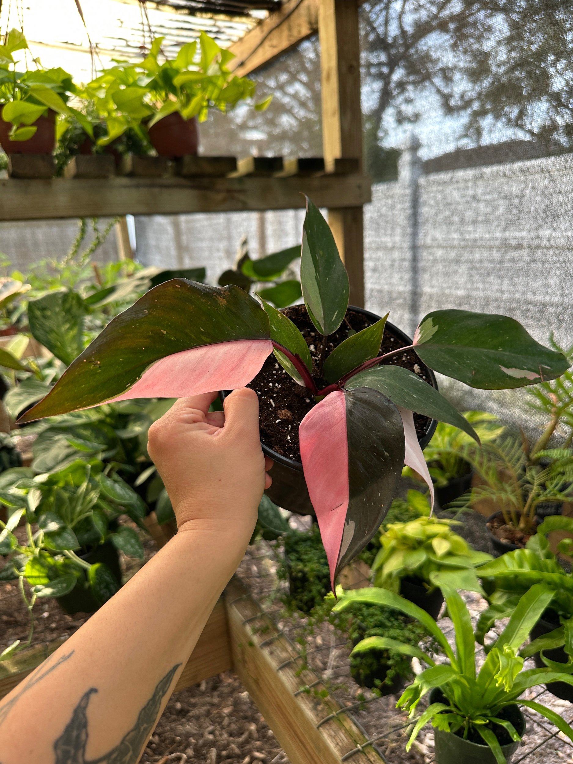 Philodendron Pink Princess