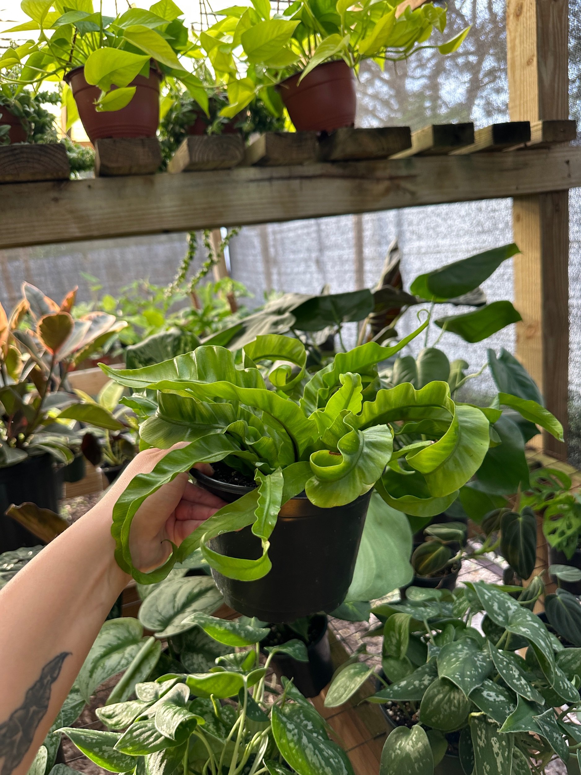 Hurricane Birdsnest Fern