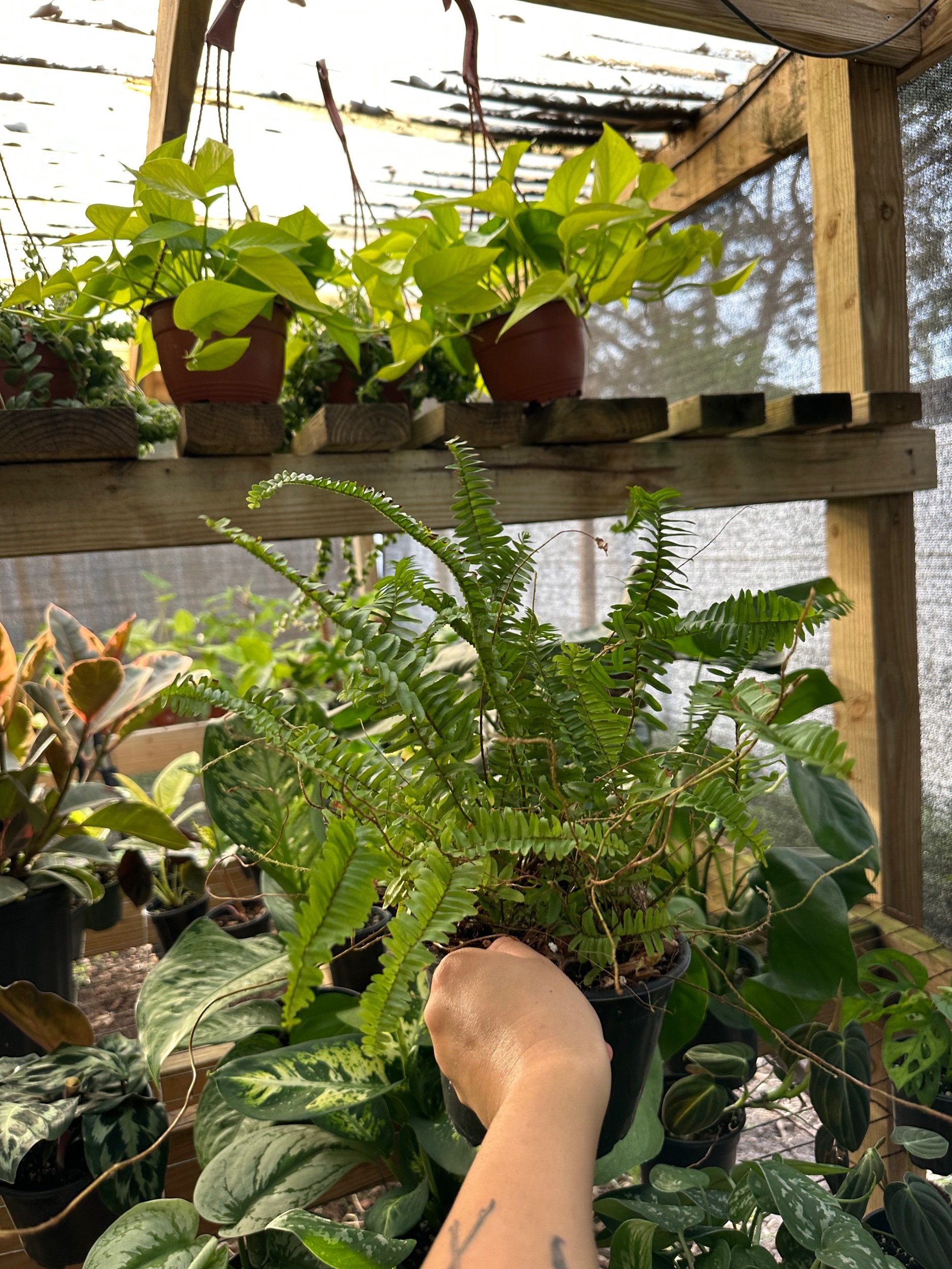 Jesters Crown Boston Fern