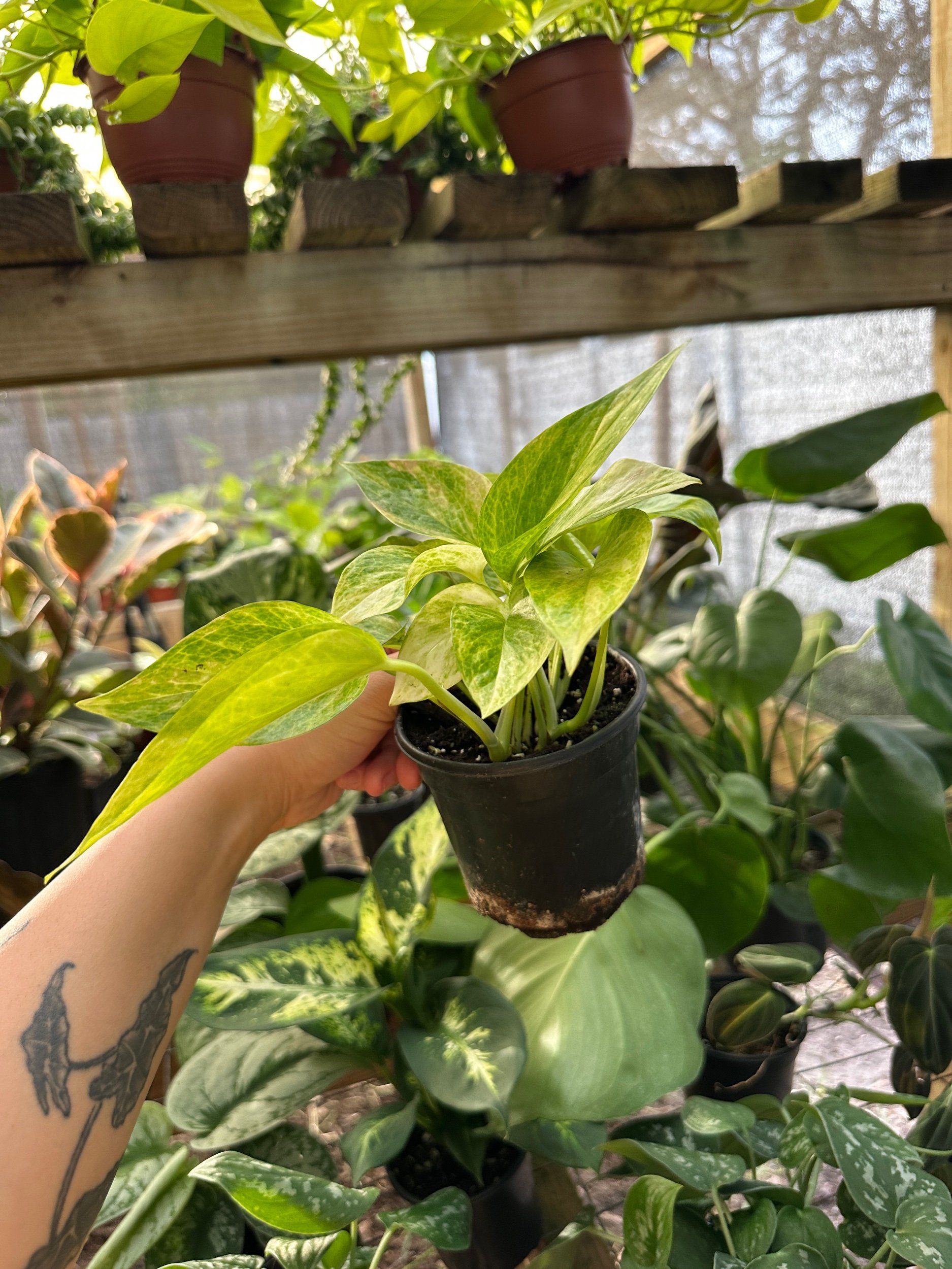 Neon Queen Pothos