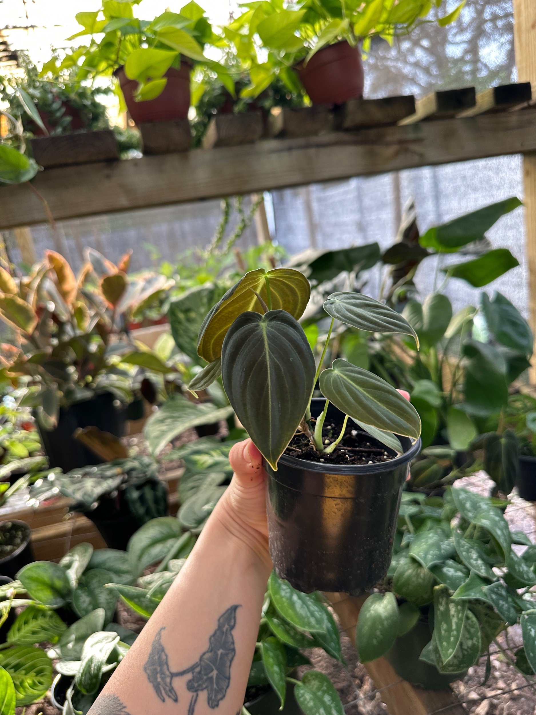 Philodendron Melanochrysum (Black Gold)