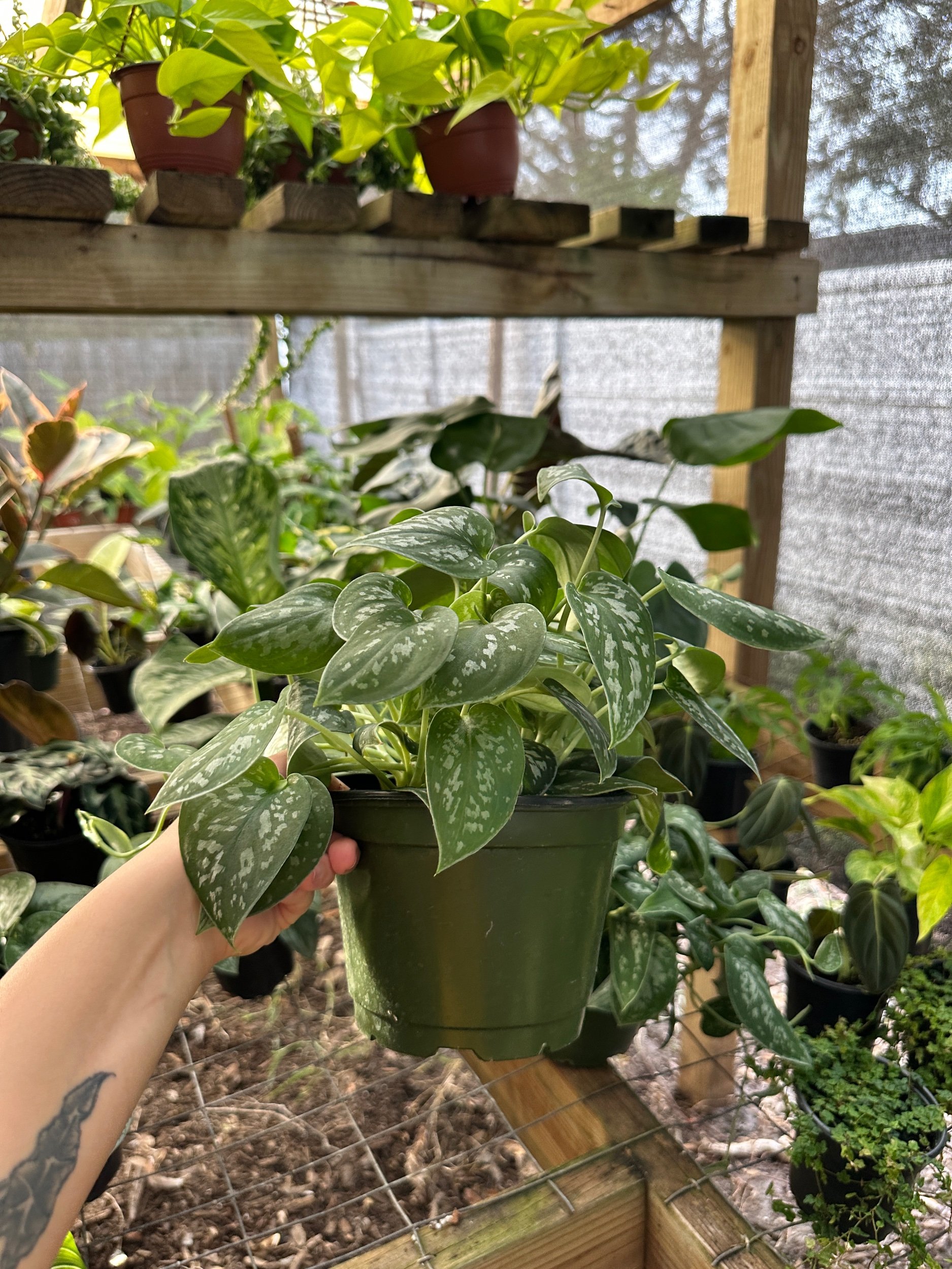 Scindapsus Pictus