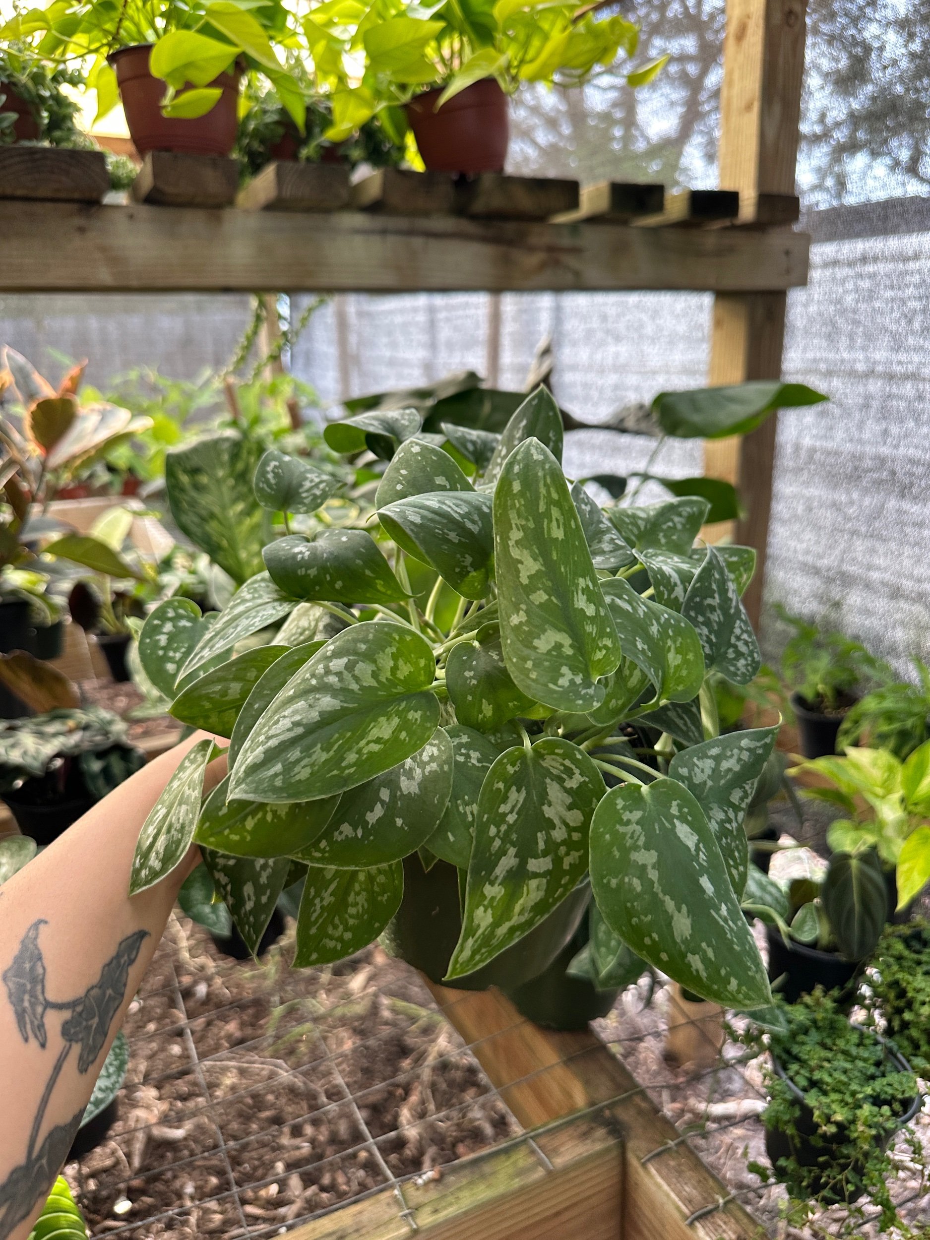 Scindapsus Pictus