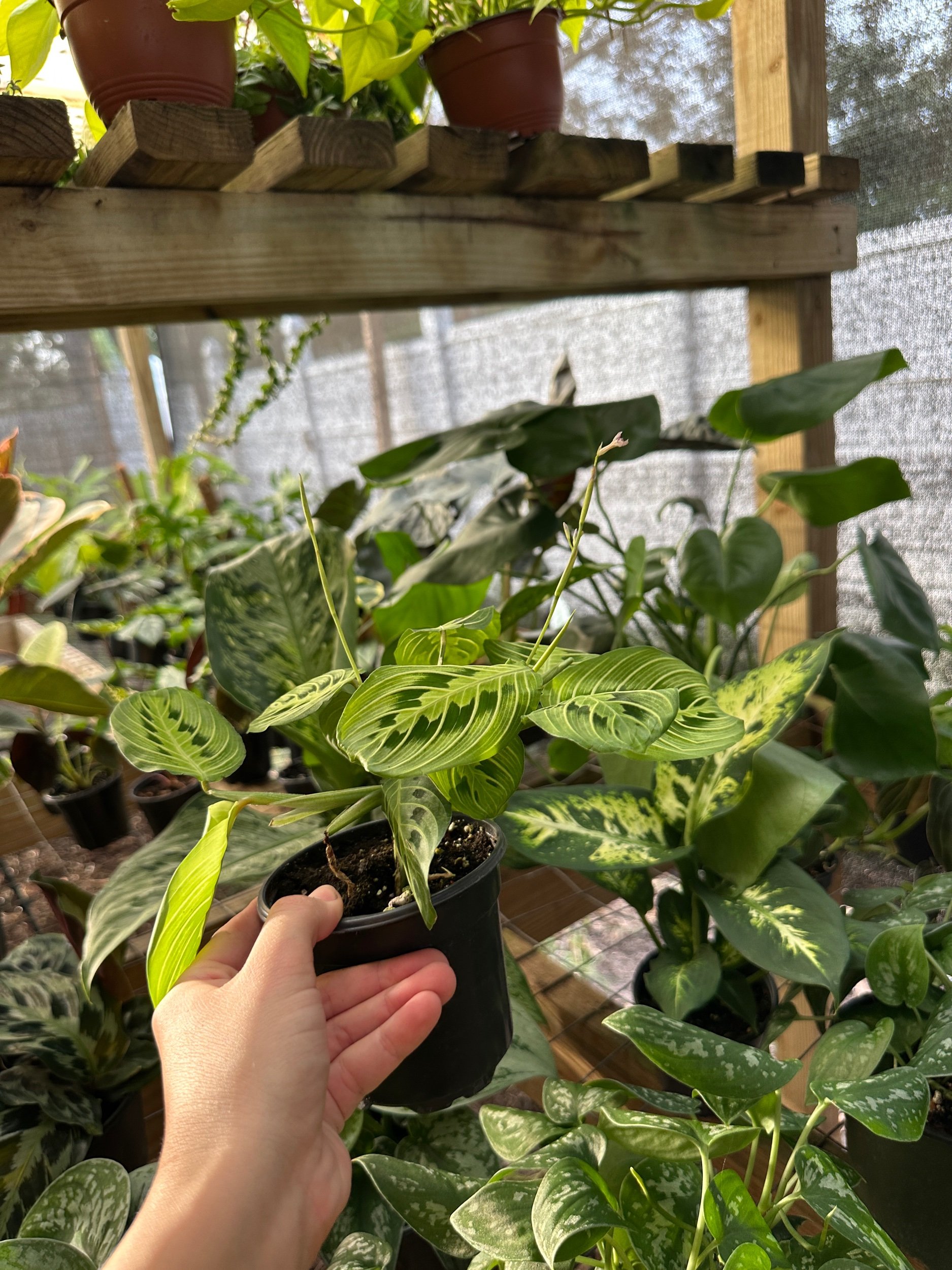 Lemon Lime Maranta
