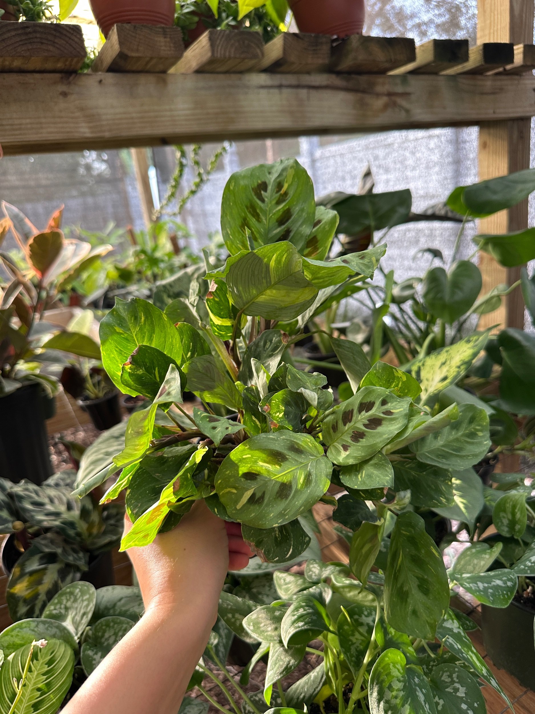 Kim Beauty Maranta