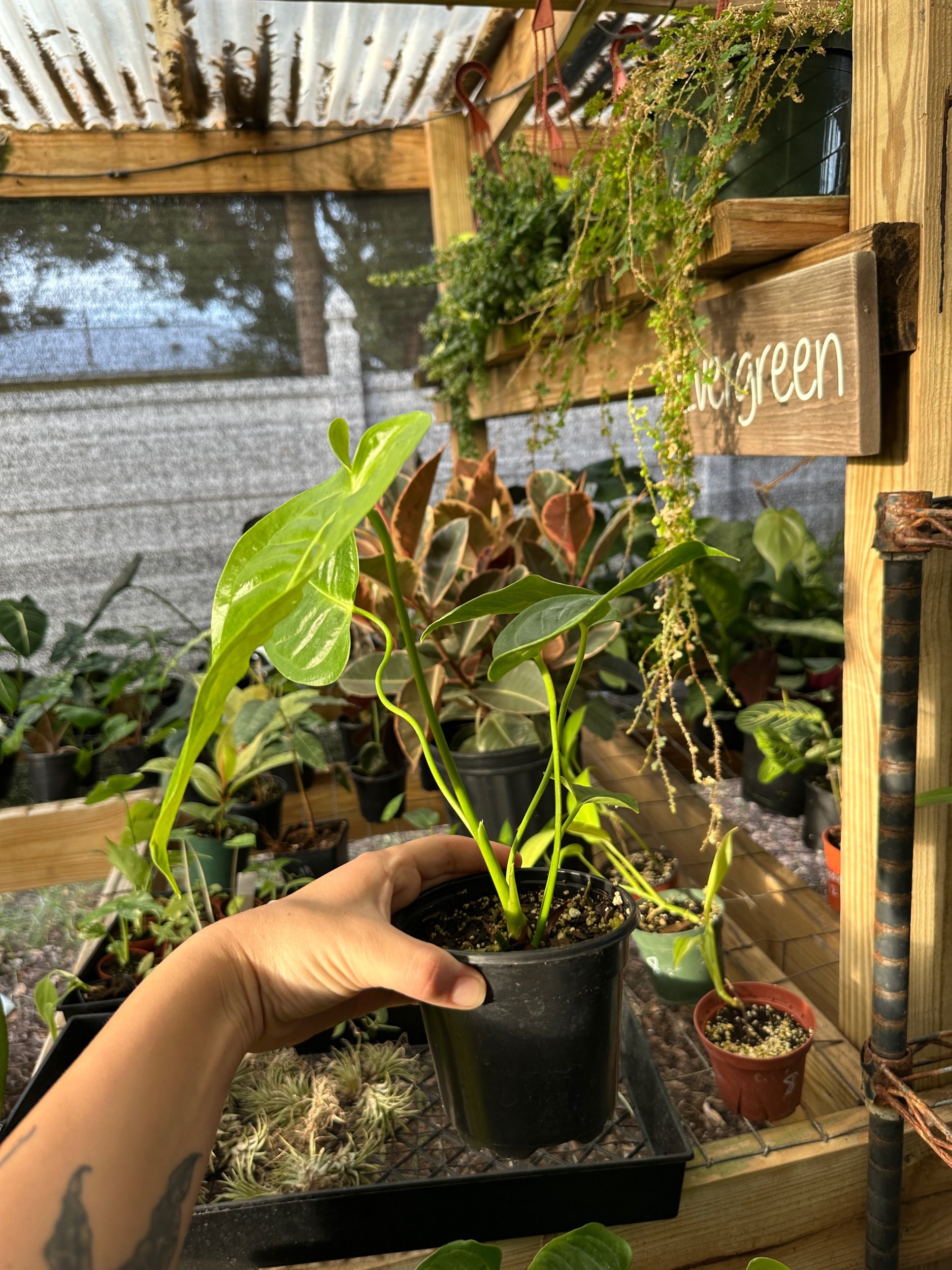 Anthurium Veitchii (King)