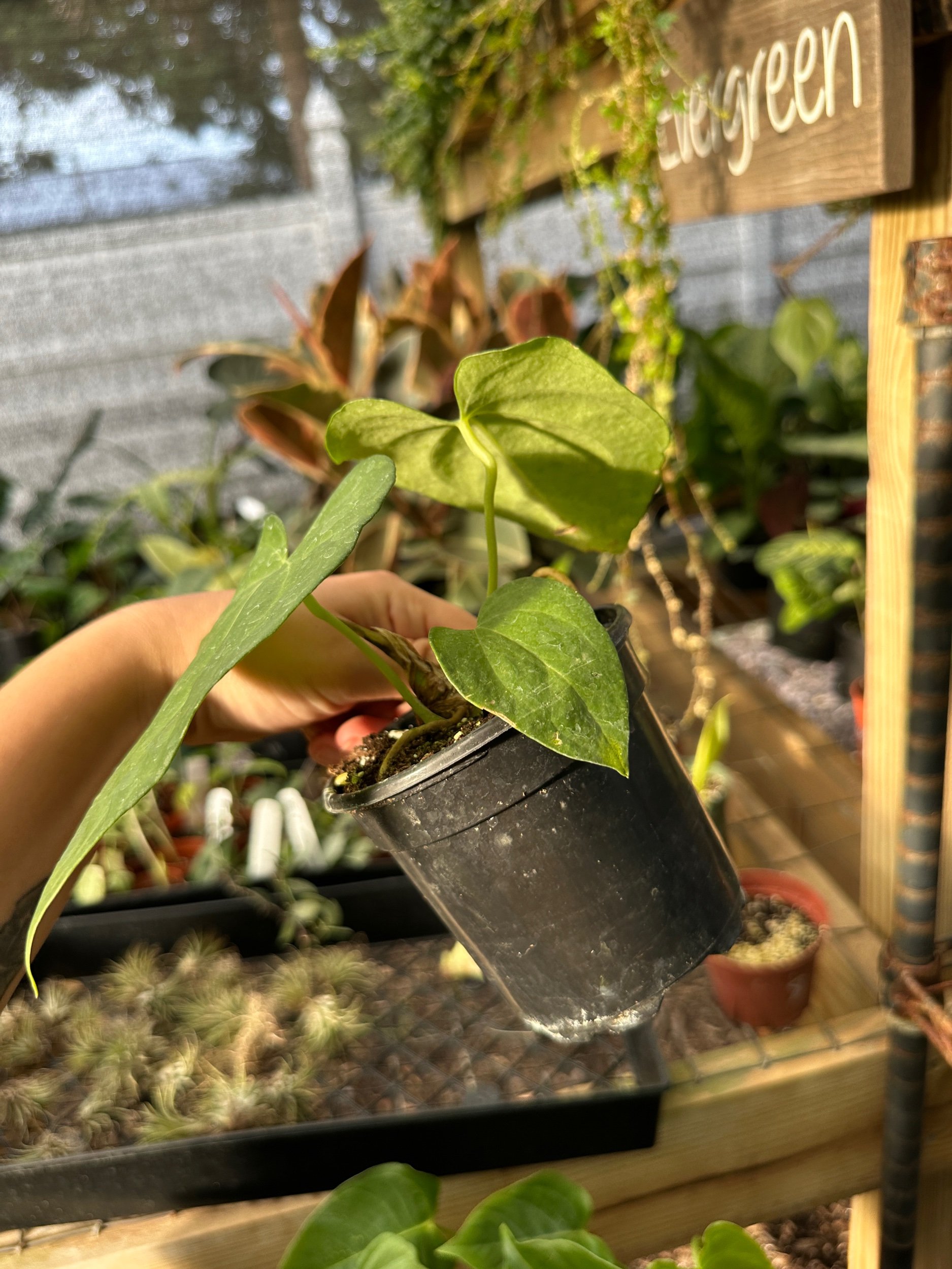 Anthurium Clairnervium