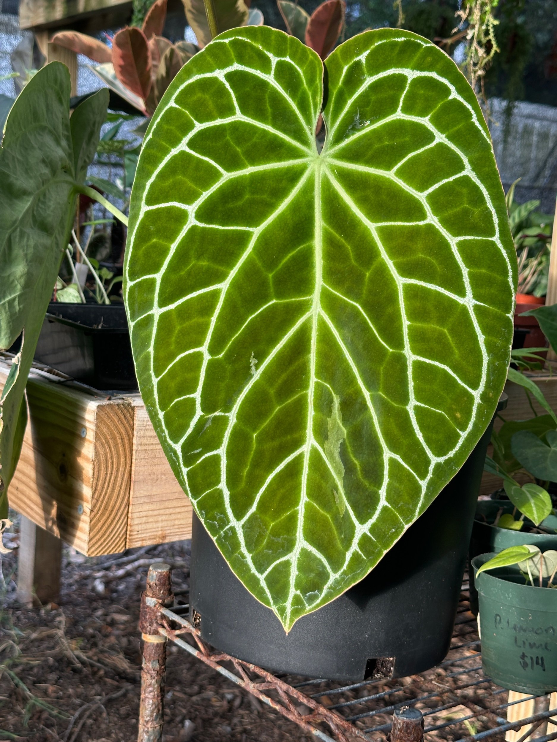 Anthurium Crystallinum