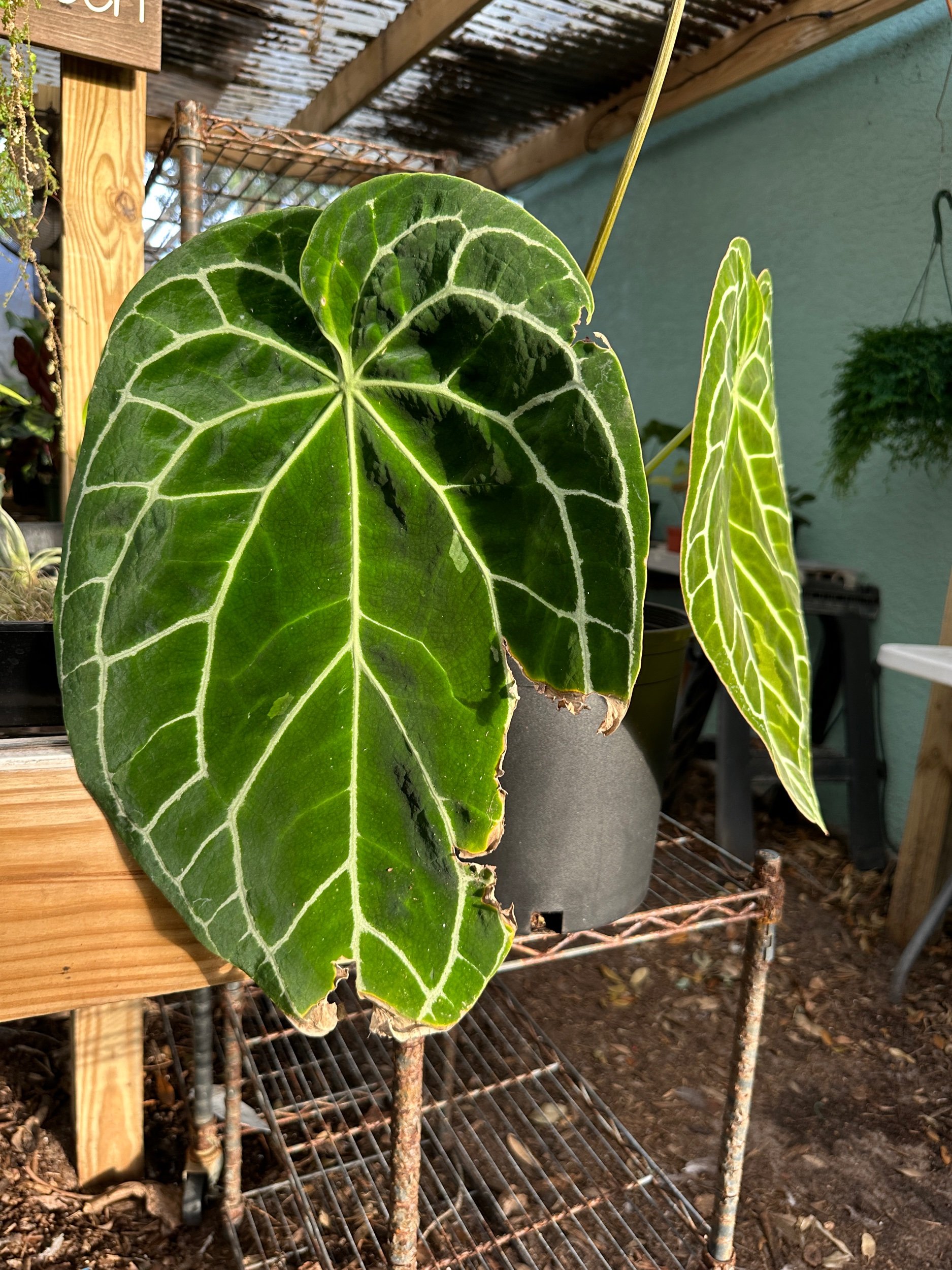 Anthurium Crystallinum