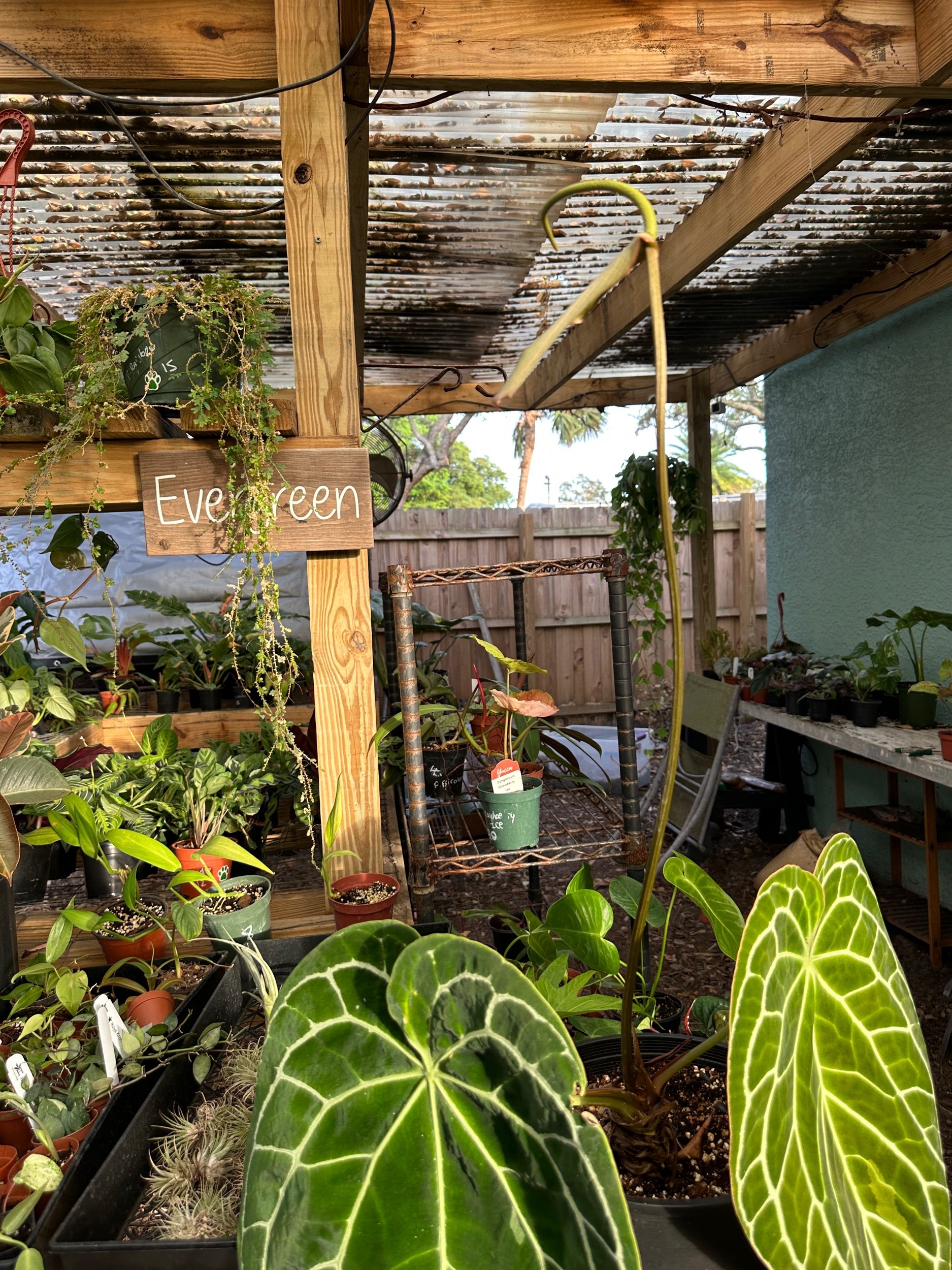 Anthurium Crystallinum