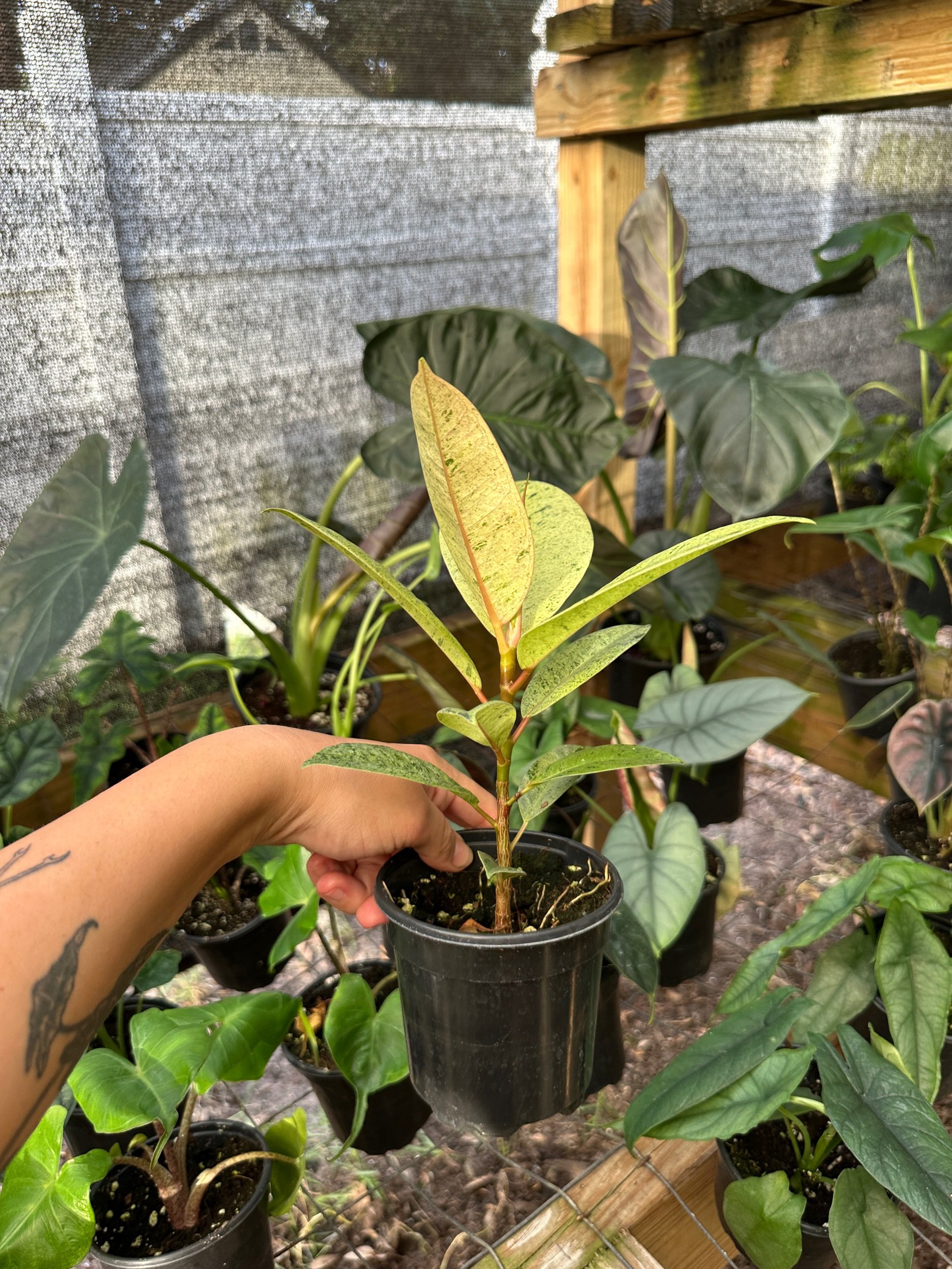 Ficus Shivereana Moonshine