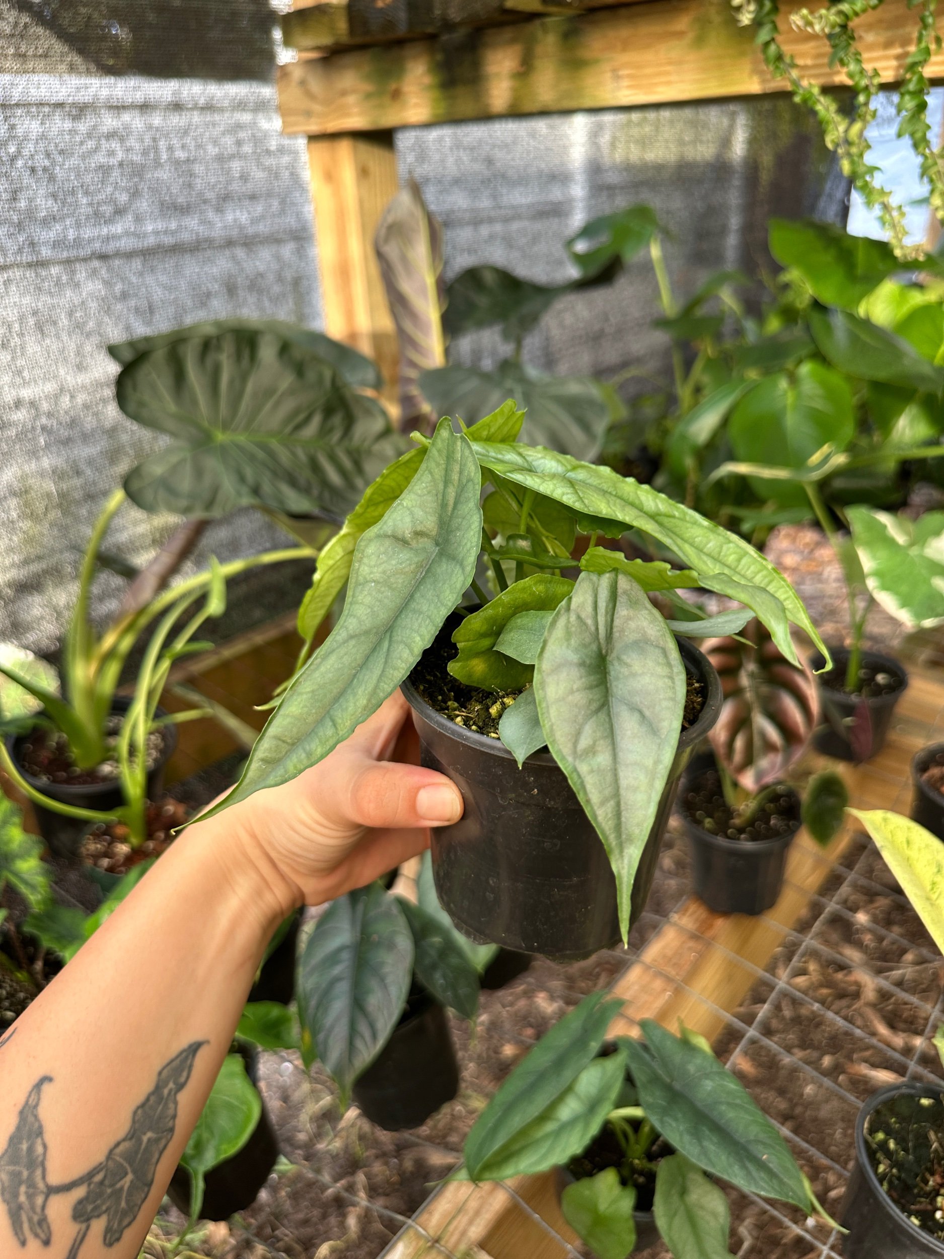 Alocasia Dragons Breath