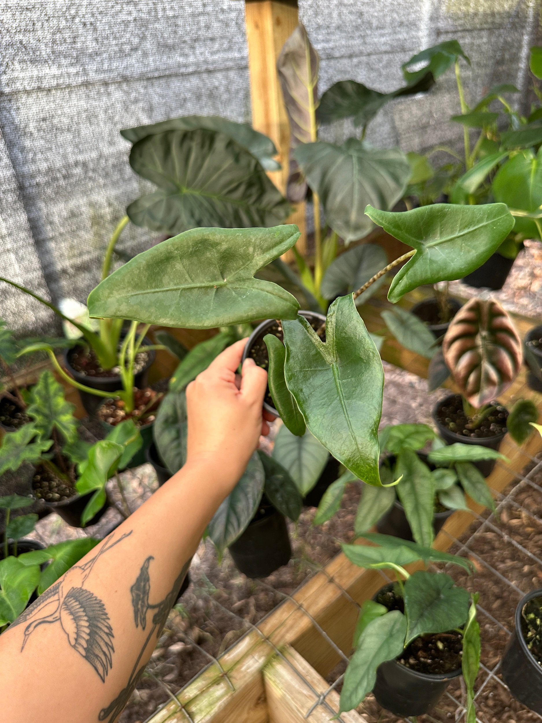 Alocasia Zebrina