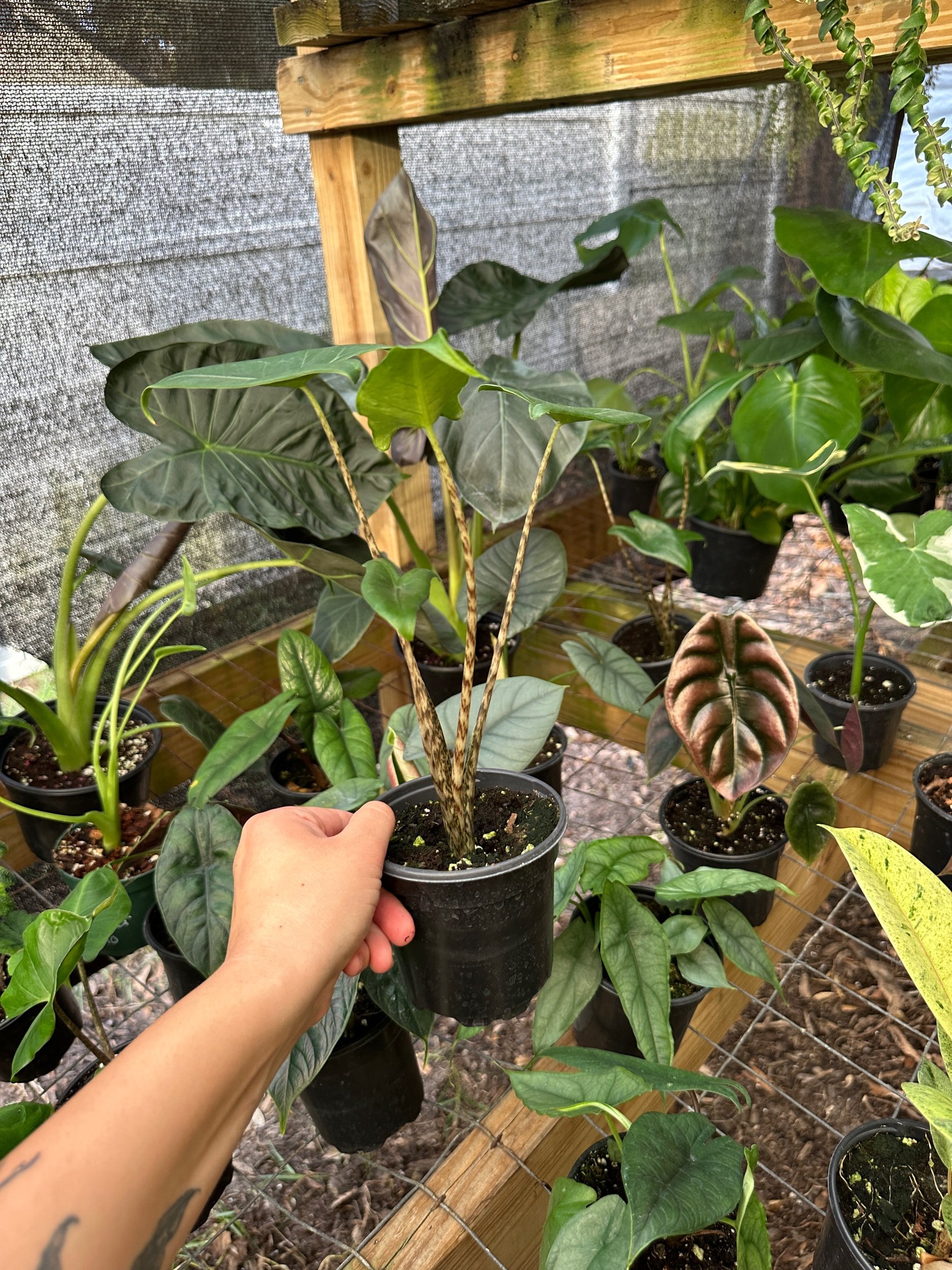 Alocasia Zebrina