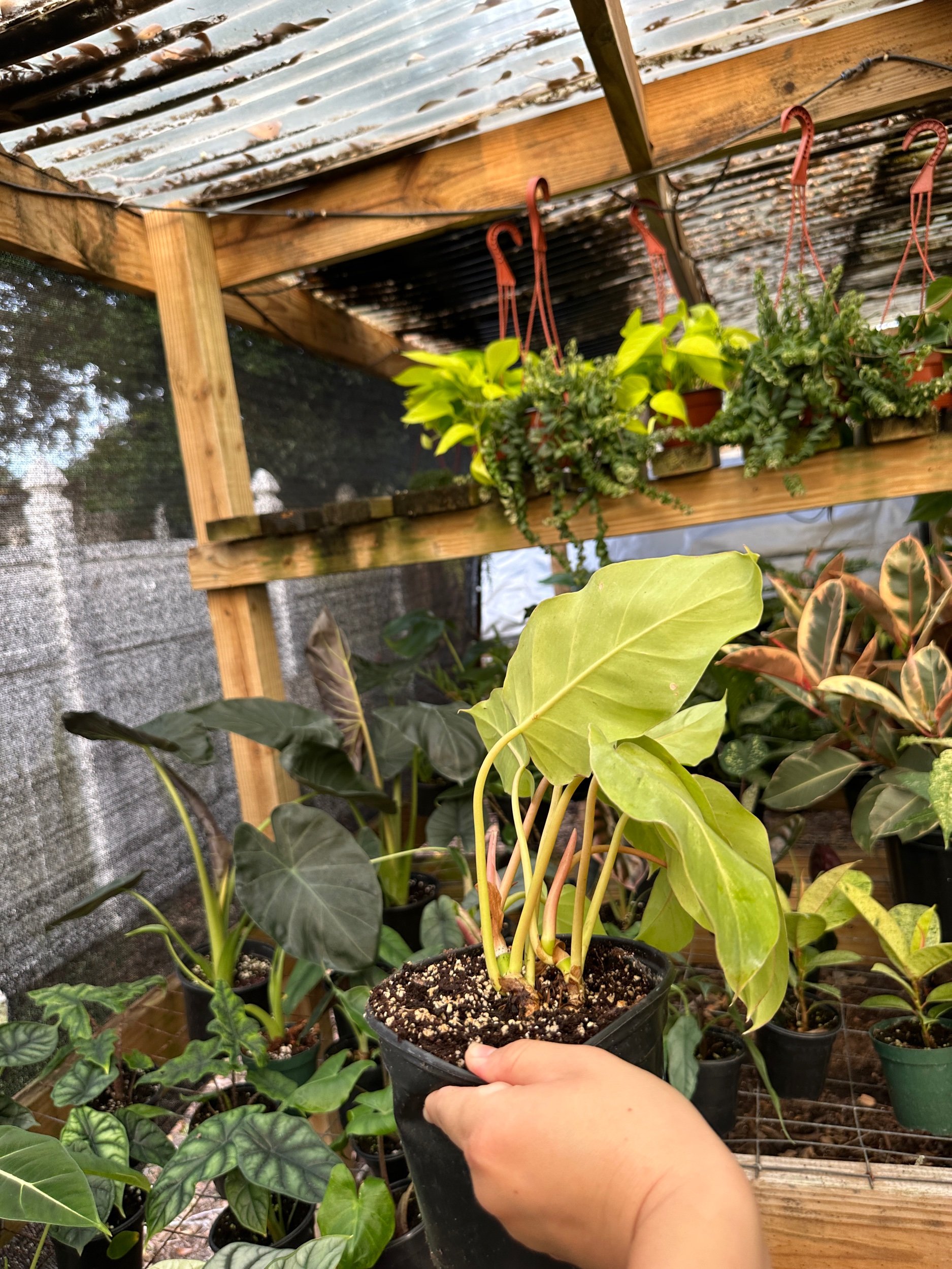 Philodendron Snowdrift