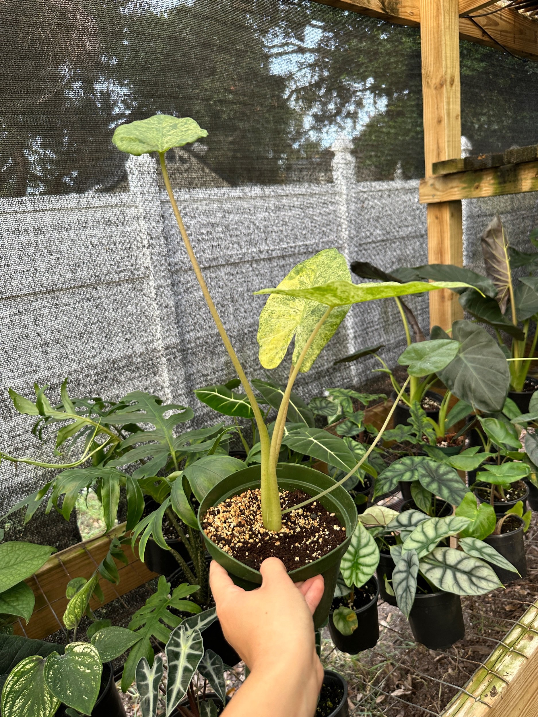 Alocasia Odora Batik “Blizzard”