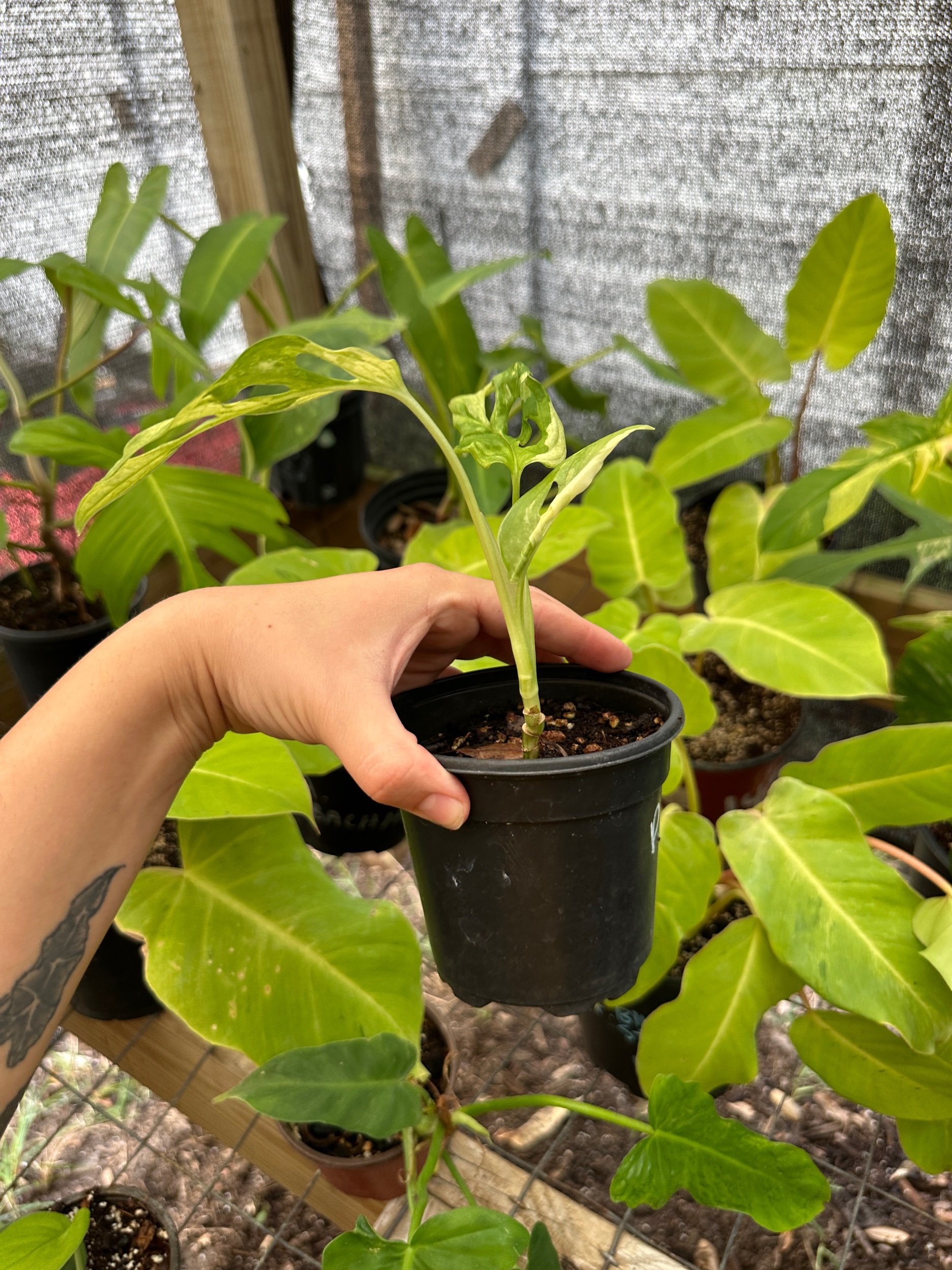 Monstera Adansonii Albo