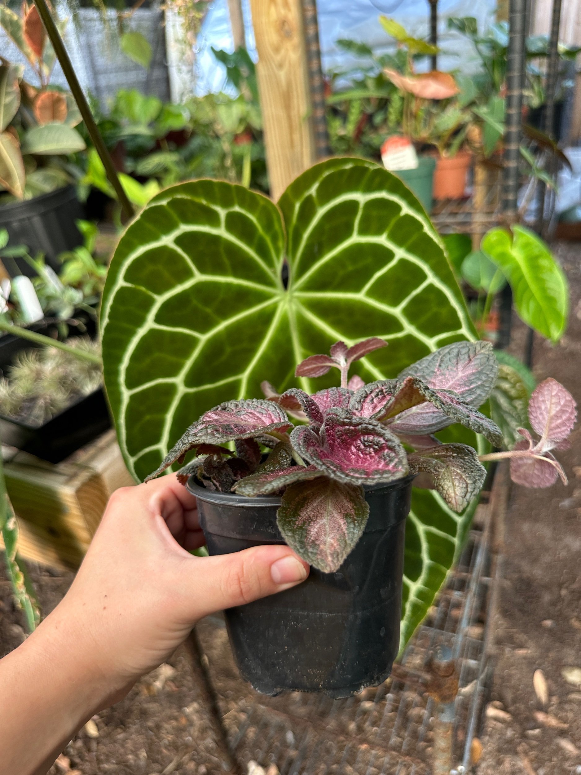 Episcia Purple Rain