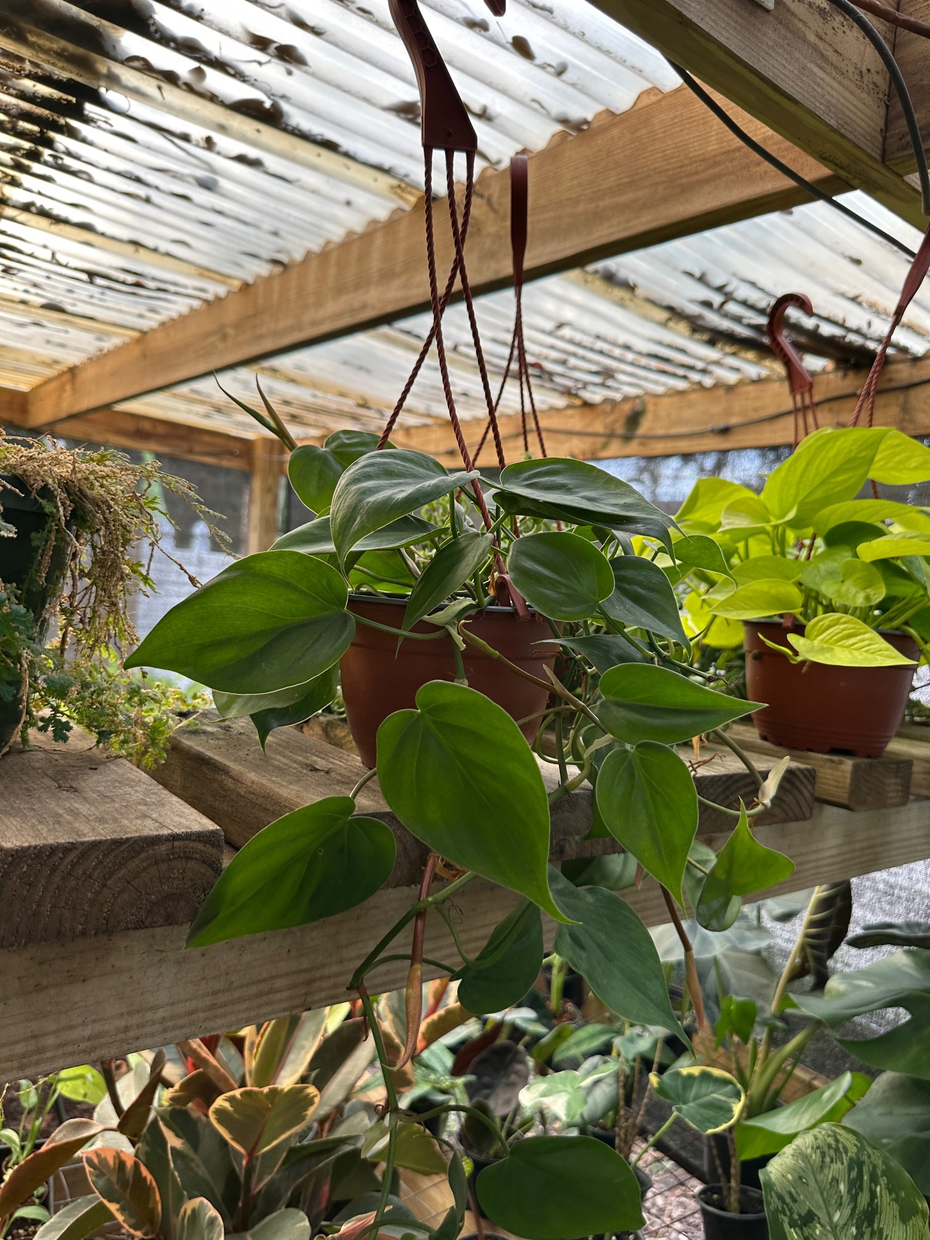 Philodendron Cordatum (Heart Leaf)