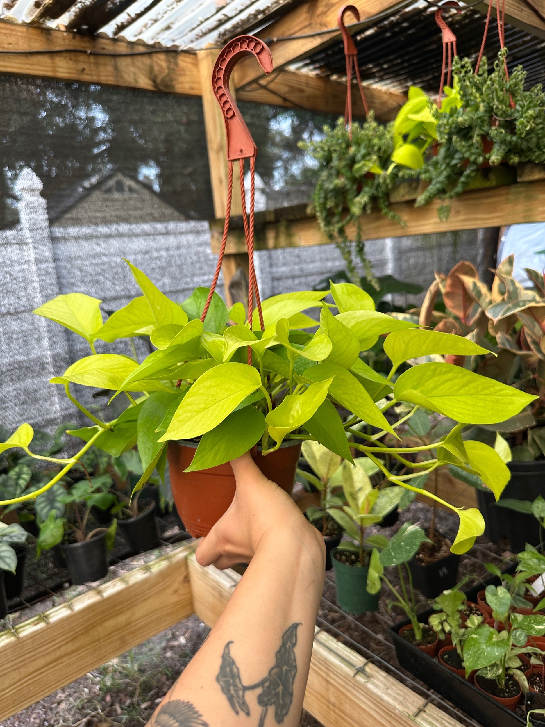 Neon Pothos