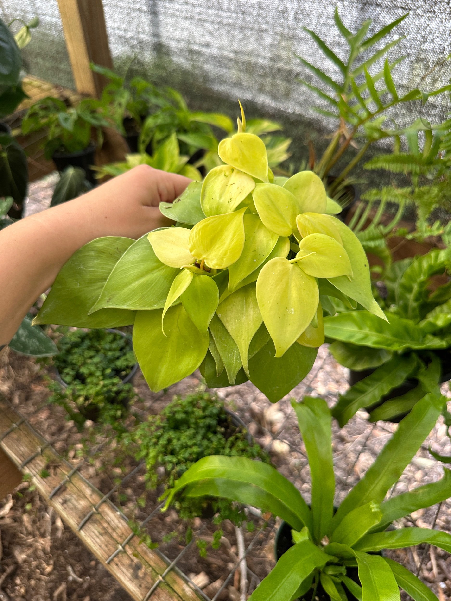 Philodendron Lemon Lime Heartleaf