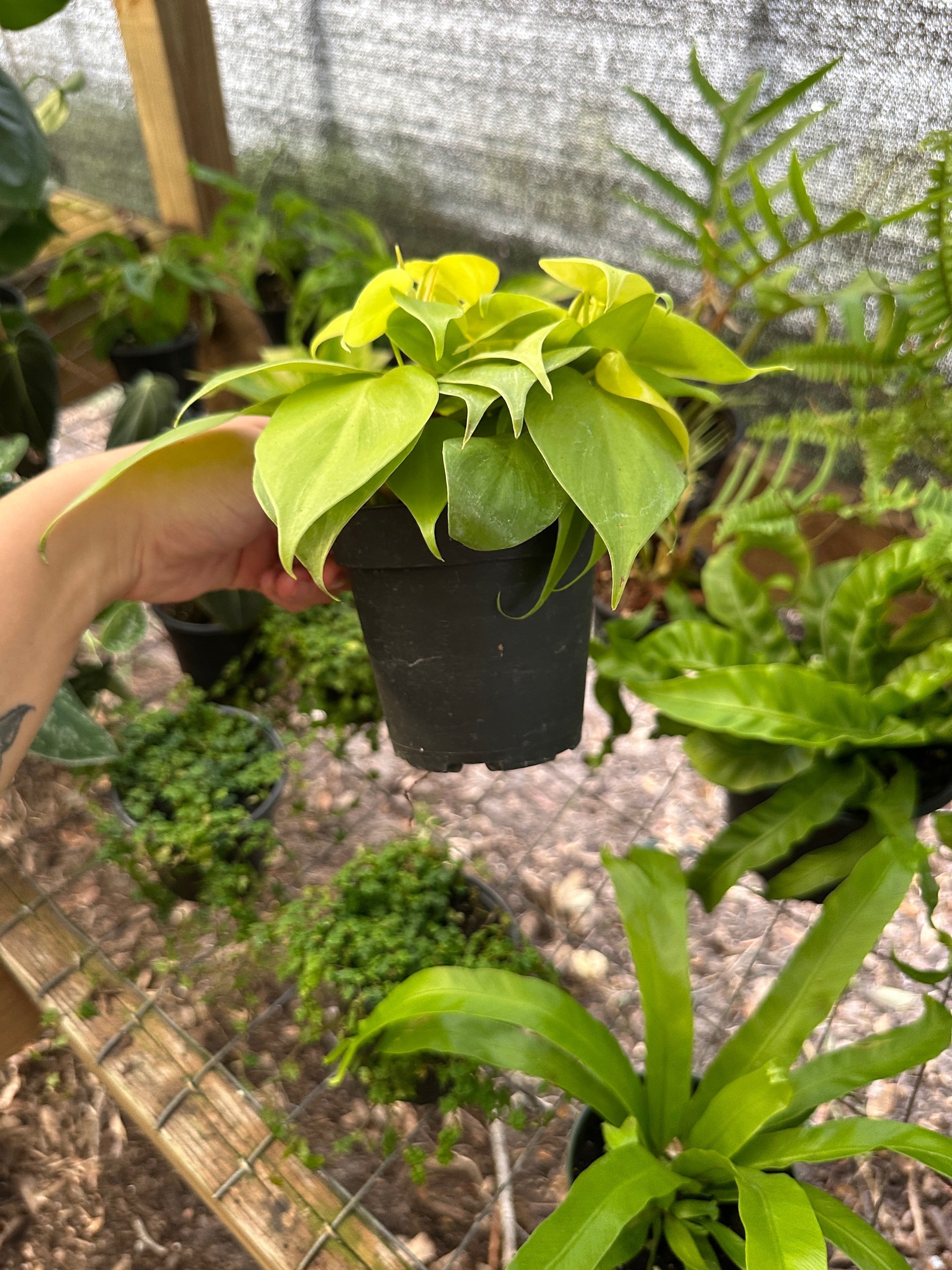 Philodendron Lemon Lime Heartleaf
