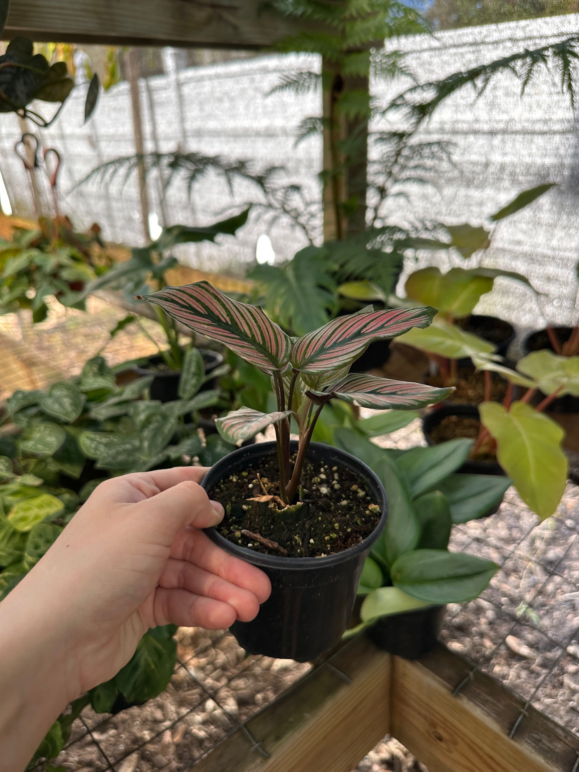 Calathea White Star “Majestica”