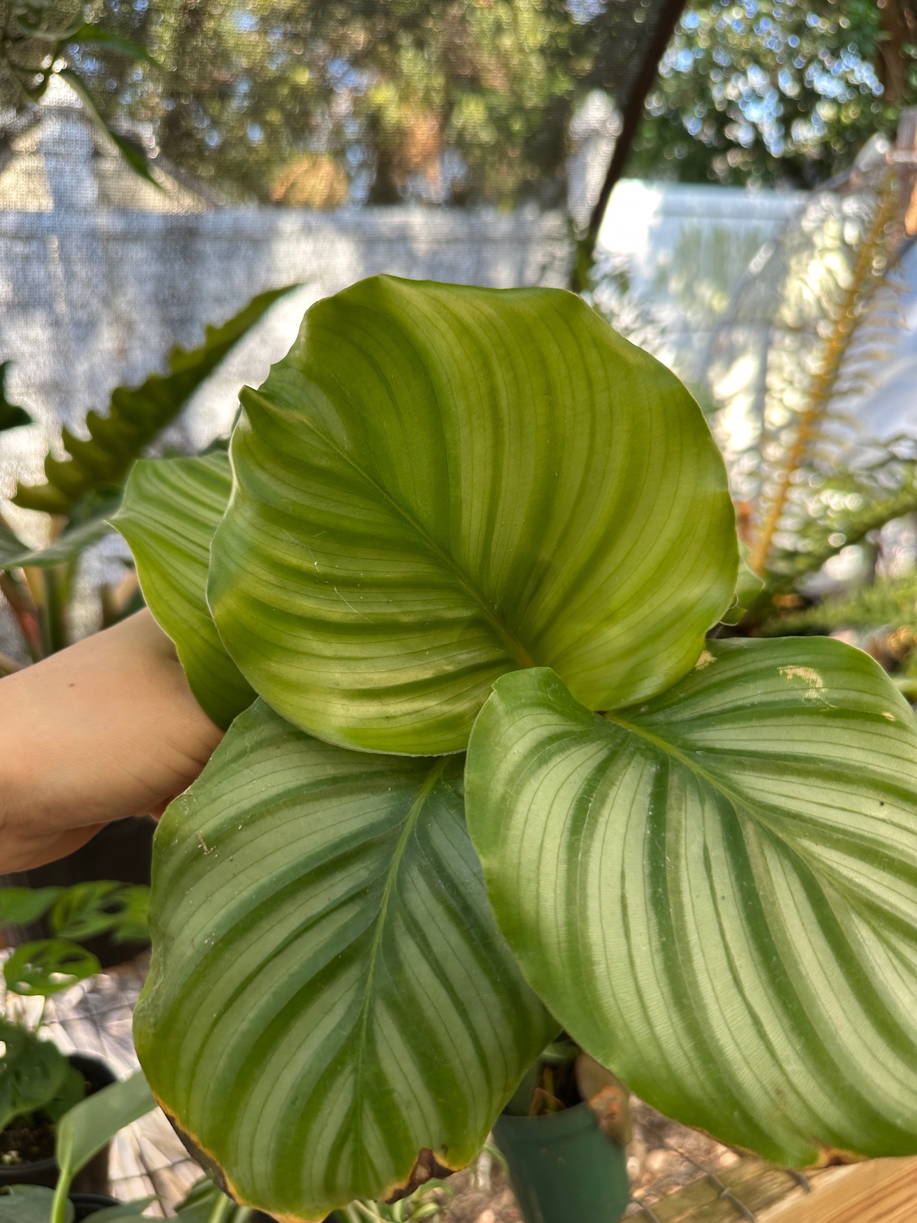 Calathea Orbifolia