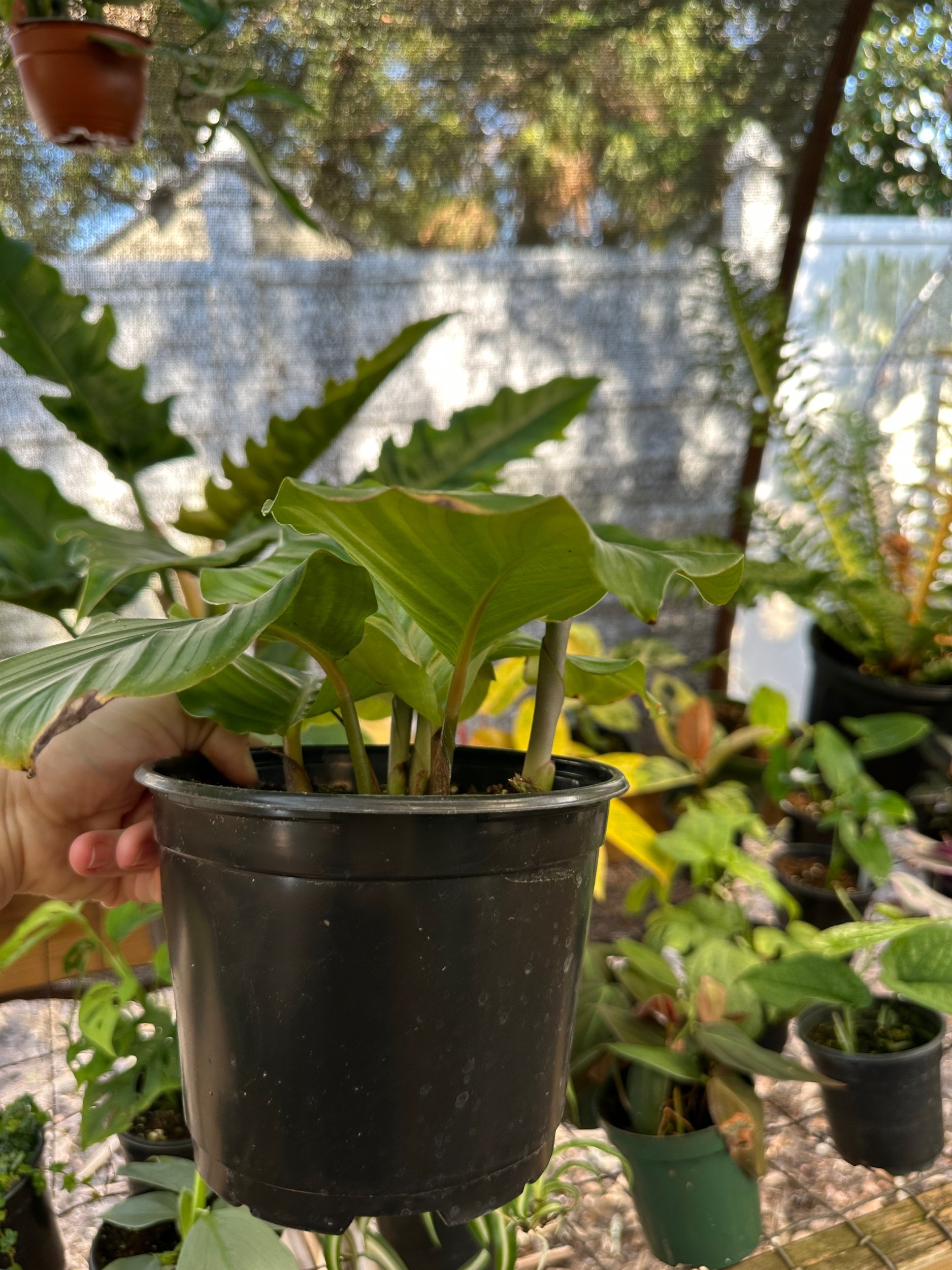 Calathea Orbifolia