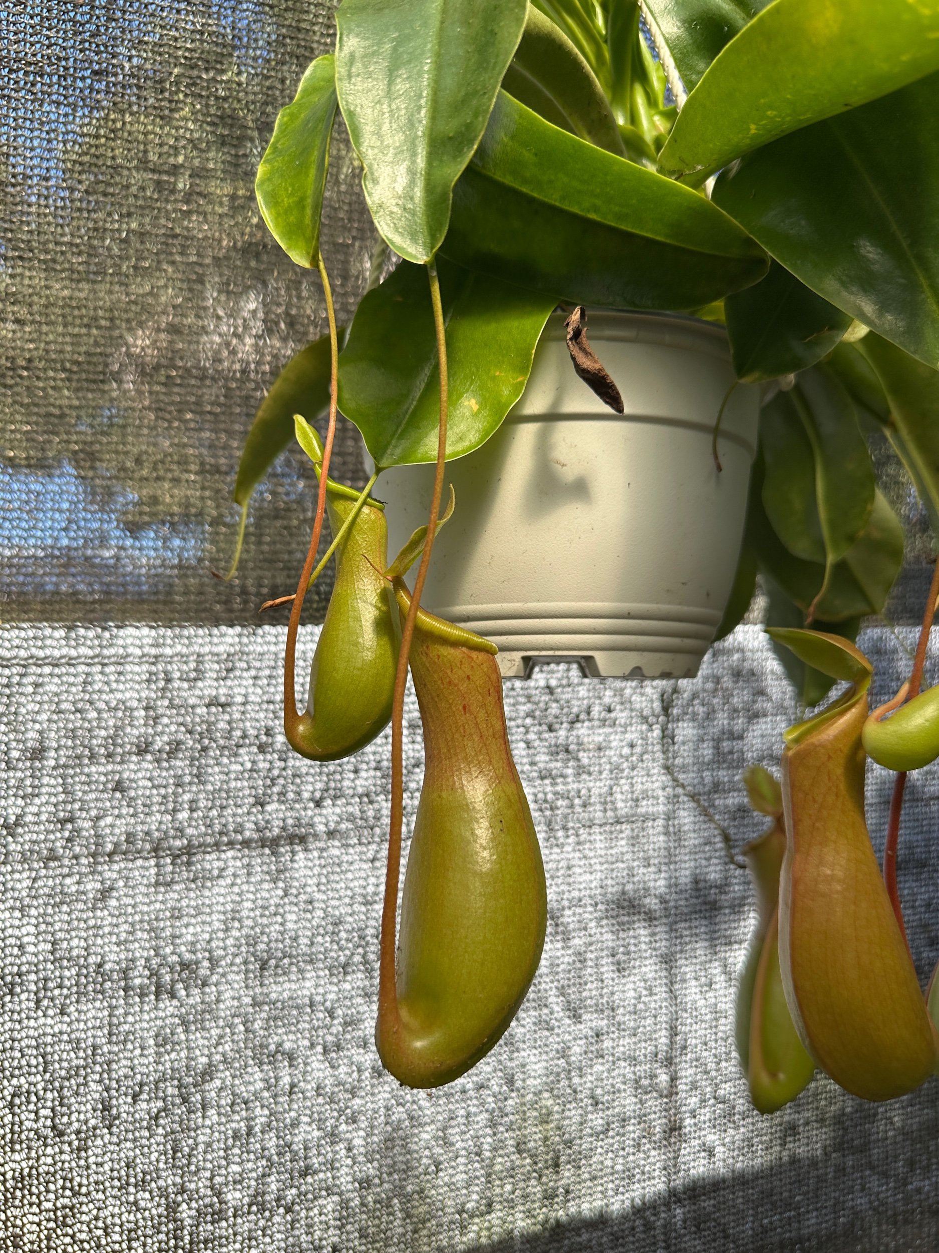 Nepenthes Alata