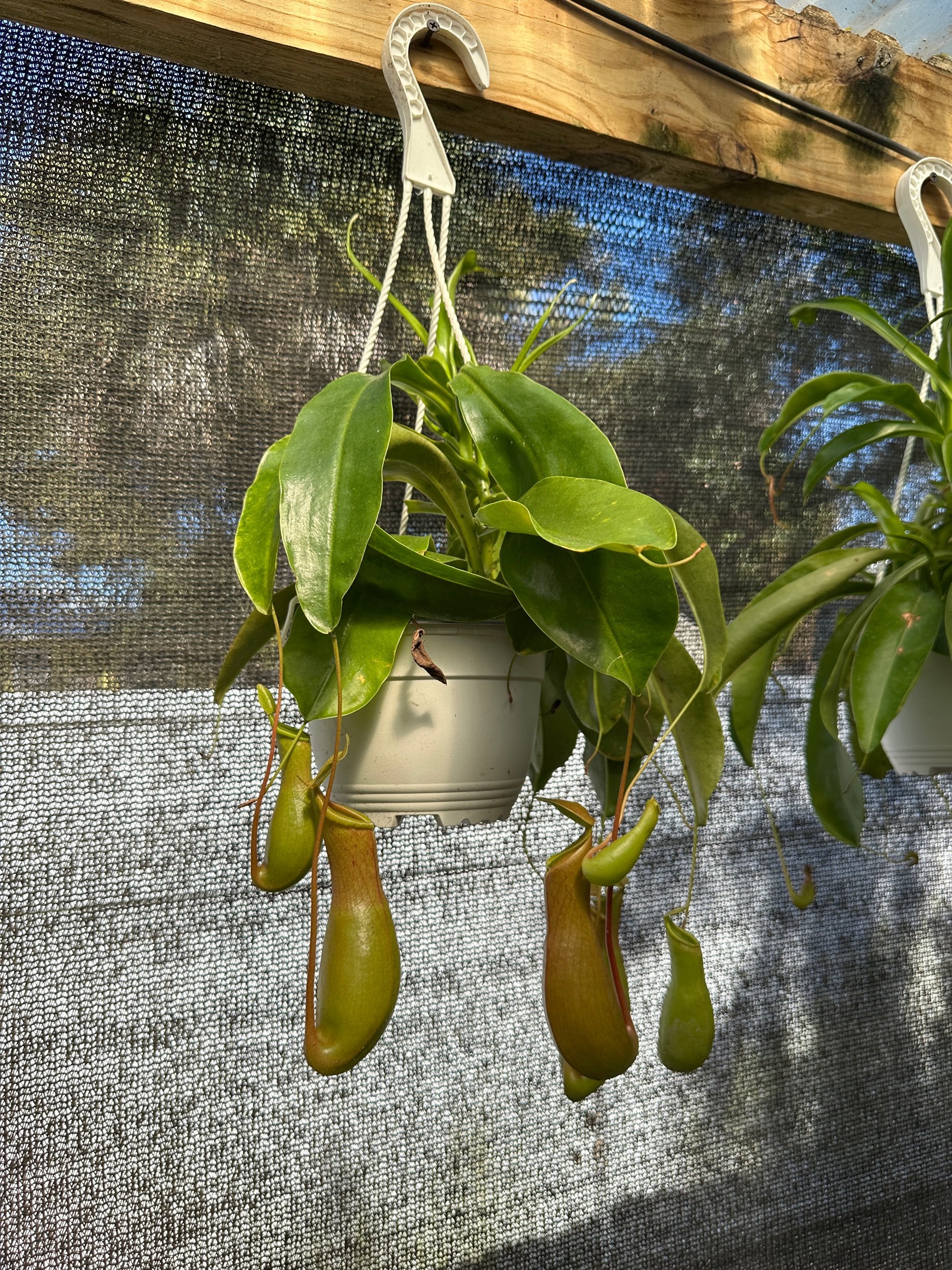 Nepenthes Alata