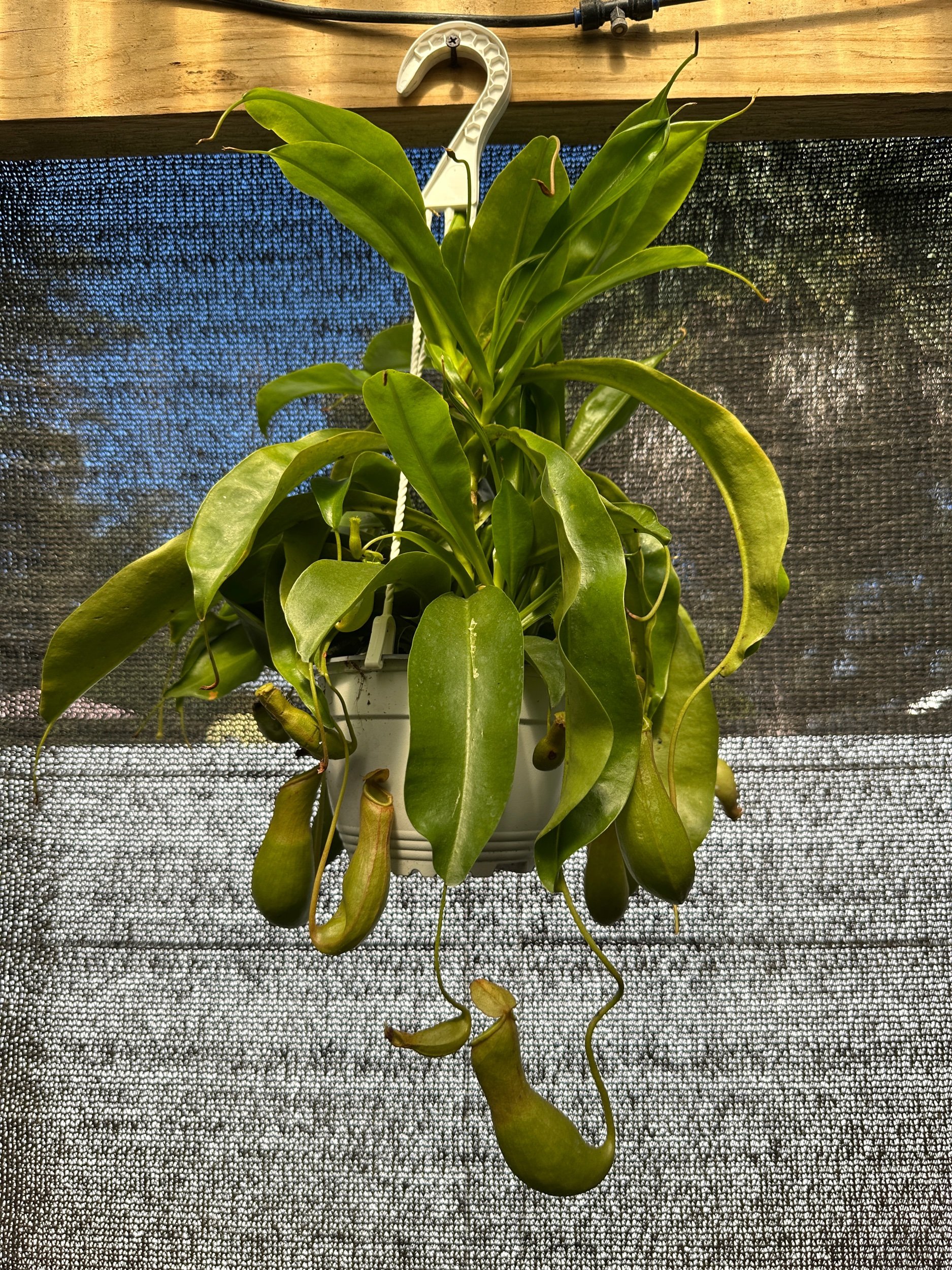 Nepenthes Alata
