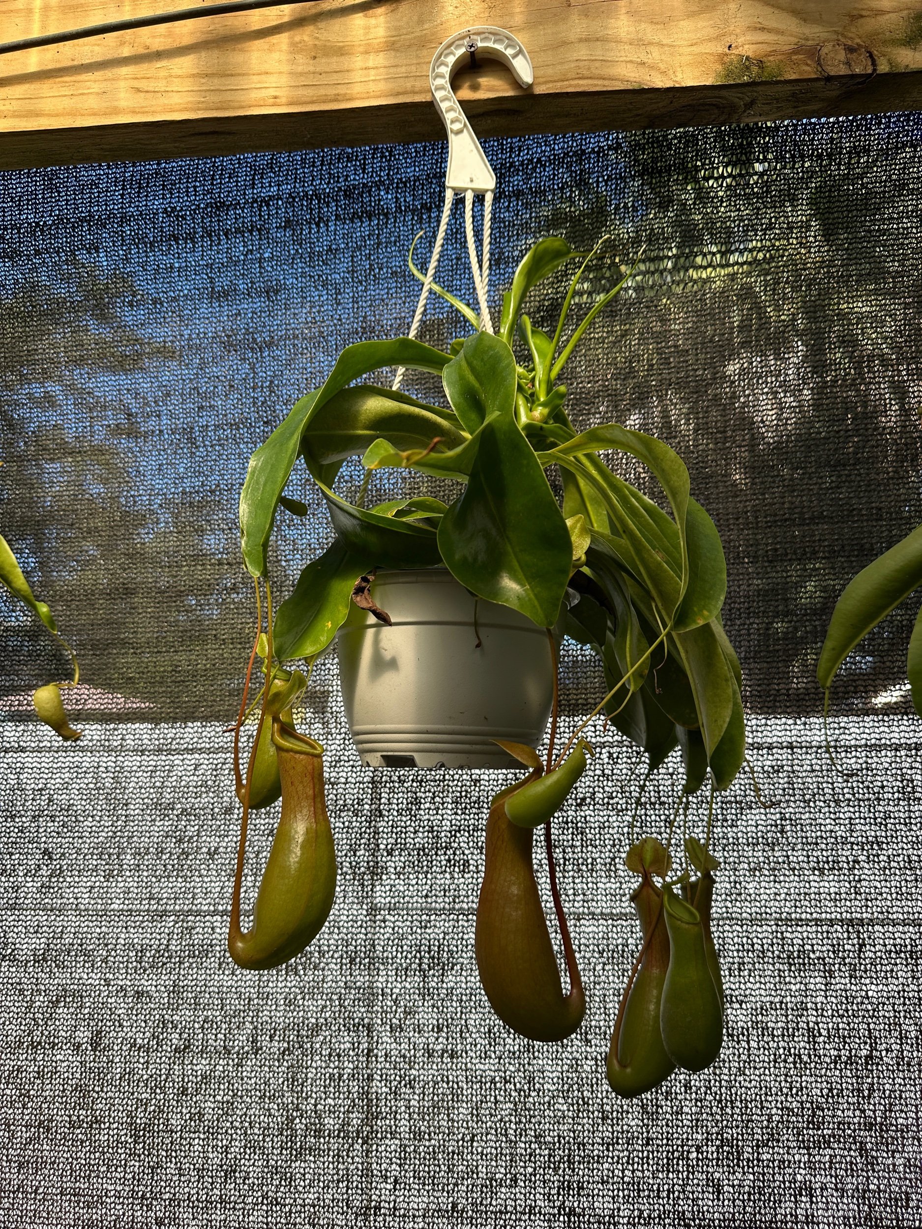 Nepenthes Alata