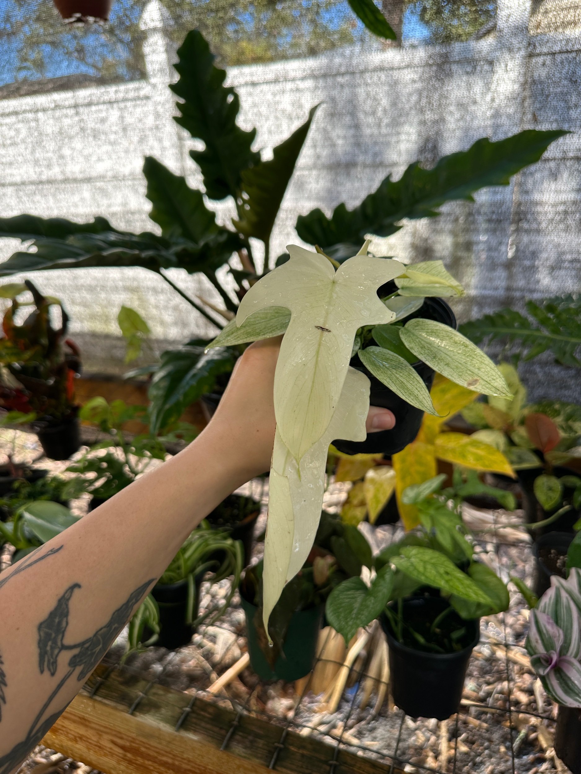Philodendron Florida Ghost