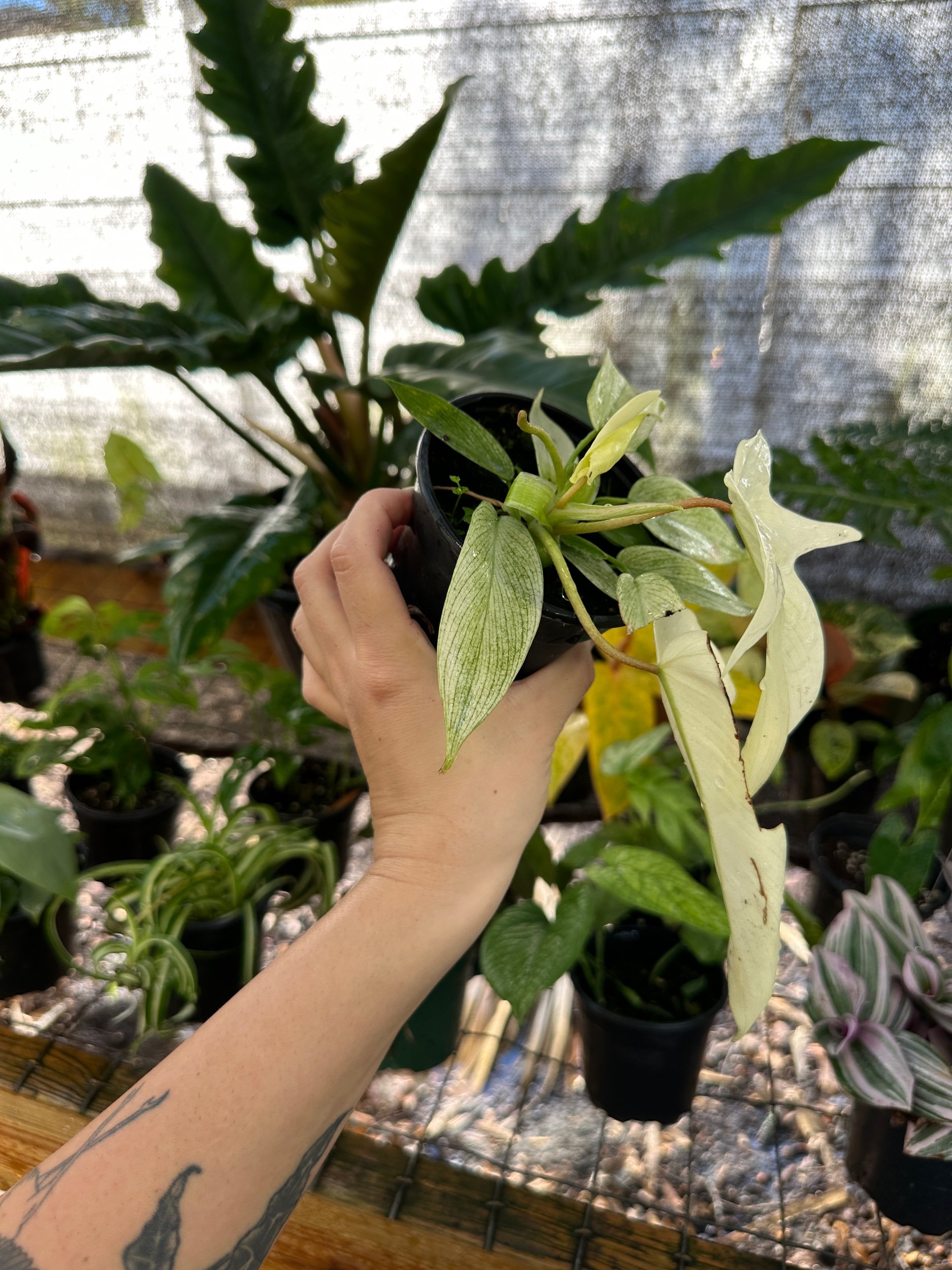 Philodendron Florida Ghost
