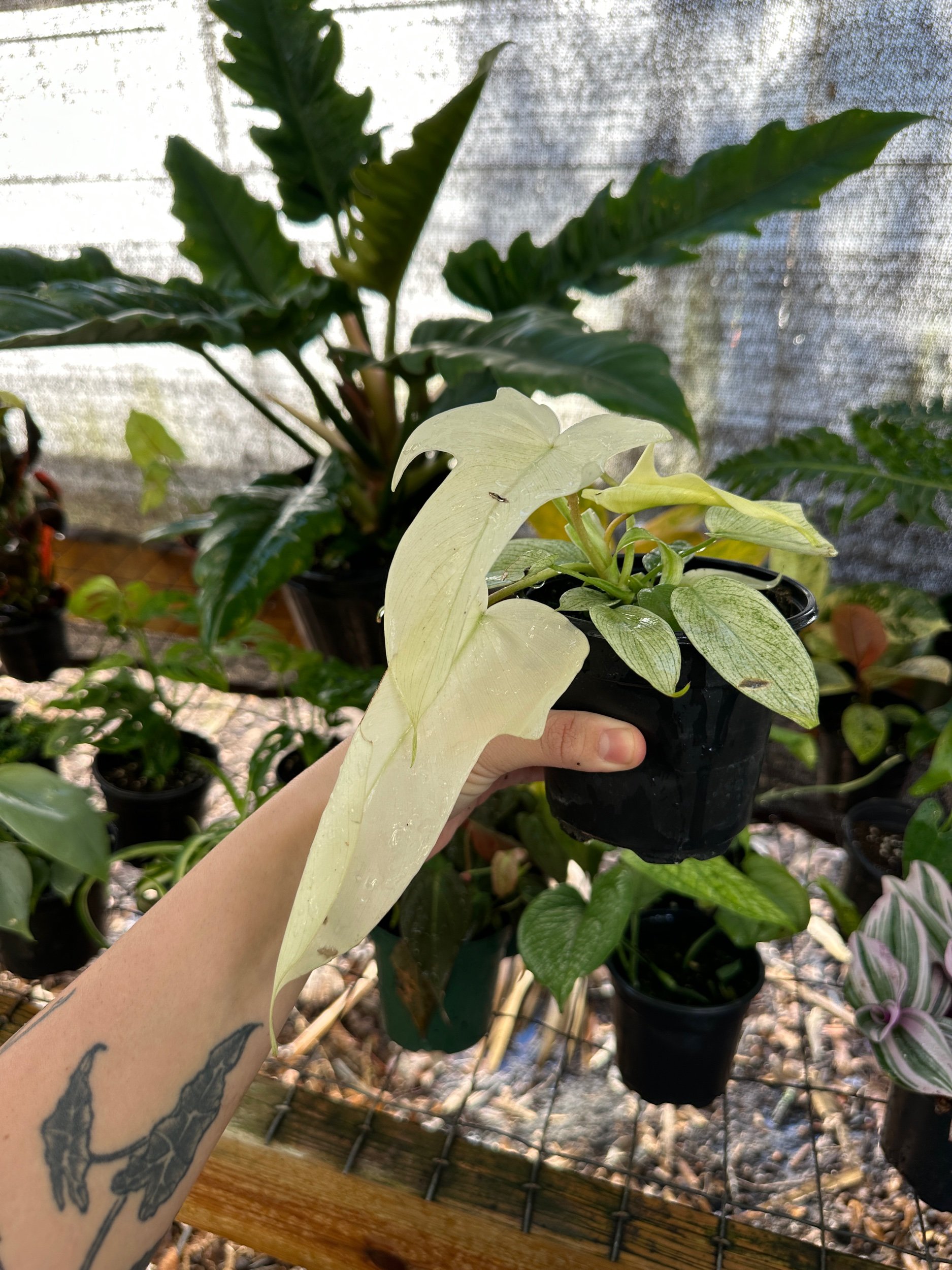 Philodendron Florida Ghost