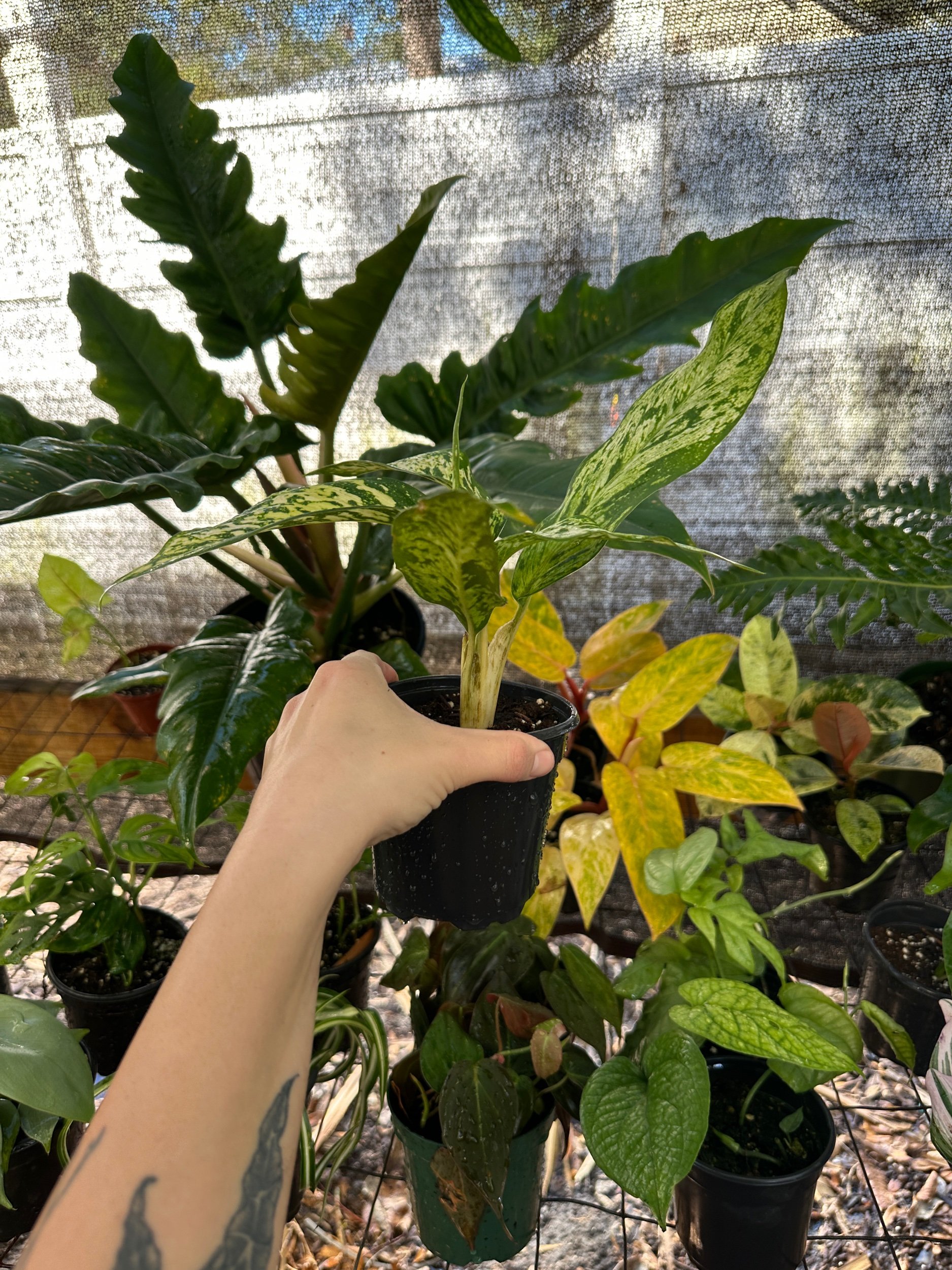 Dieffenbachia Star Bright