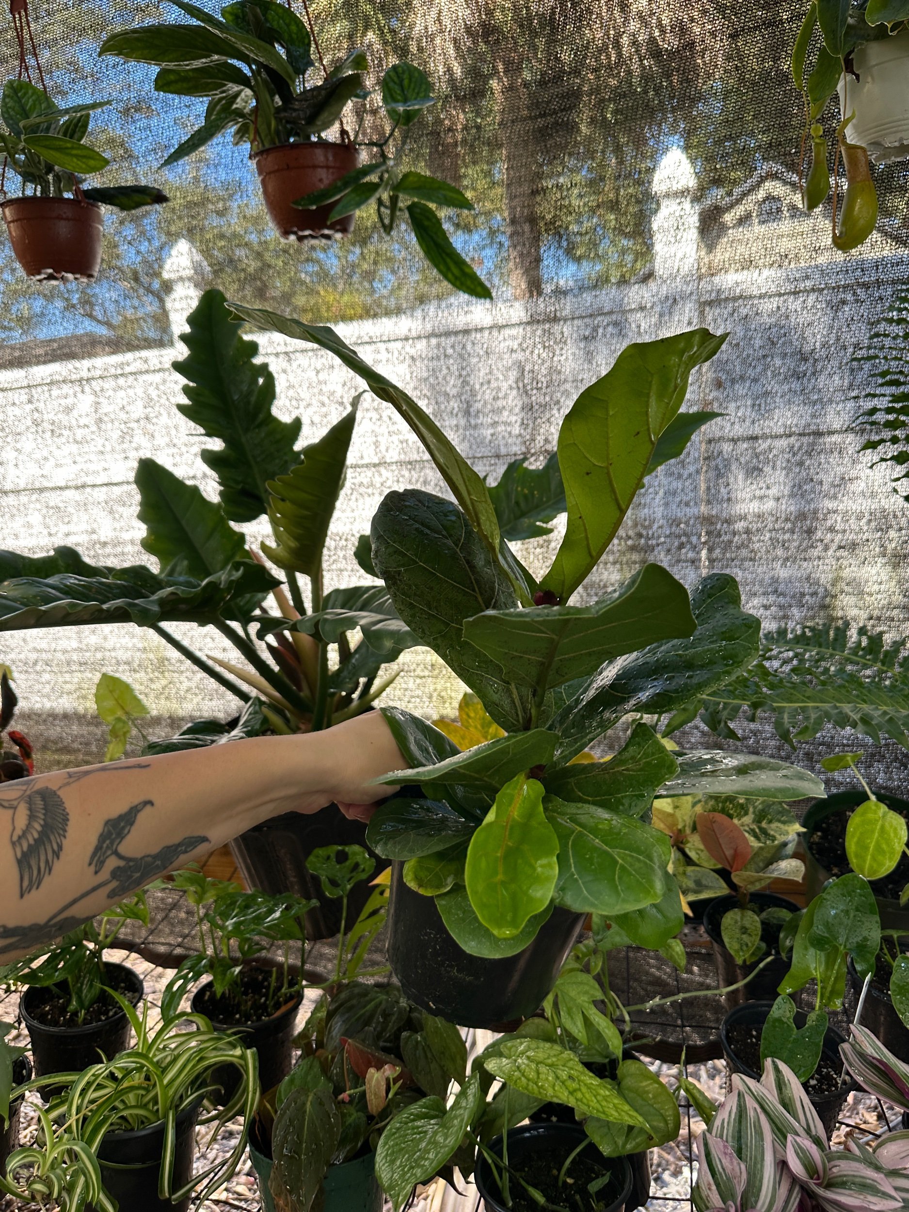 Ficus Lyrata Bambino