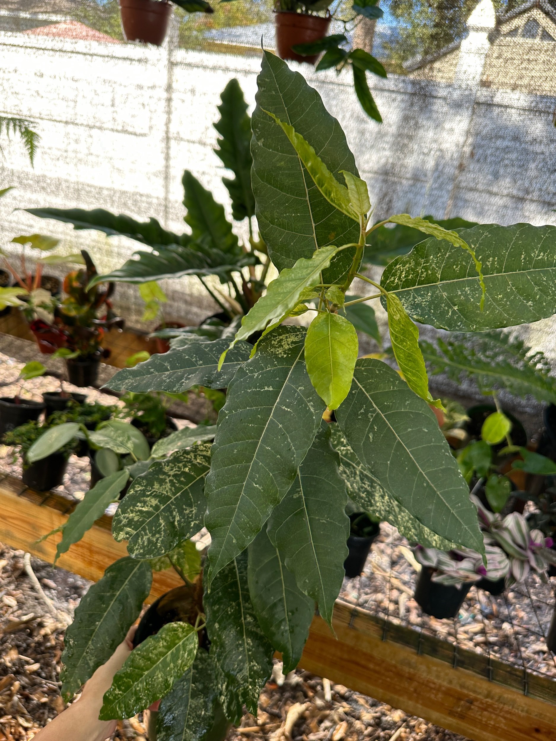 Ficus Clown Fig