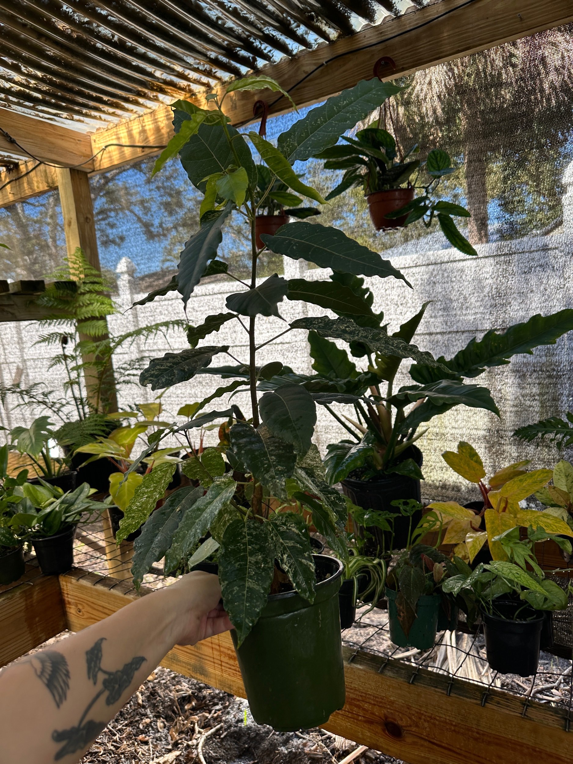 Ficus Clown Fig