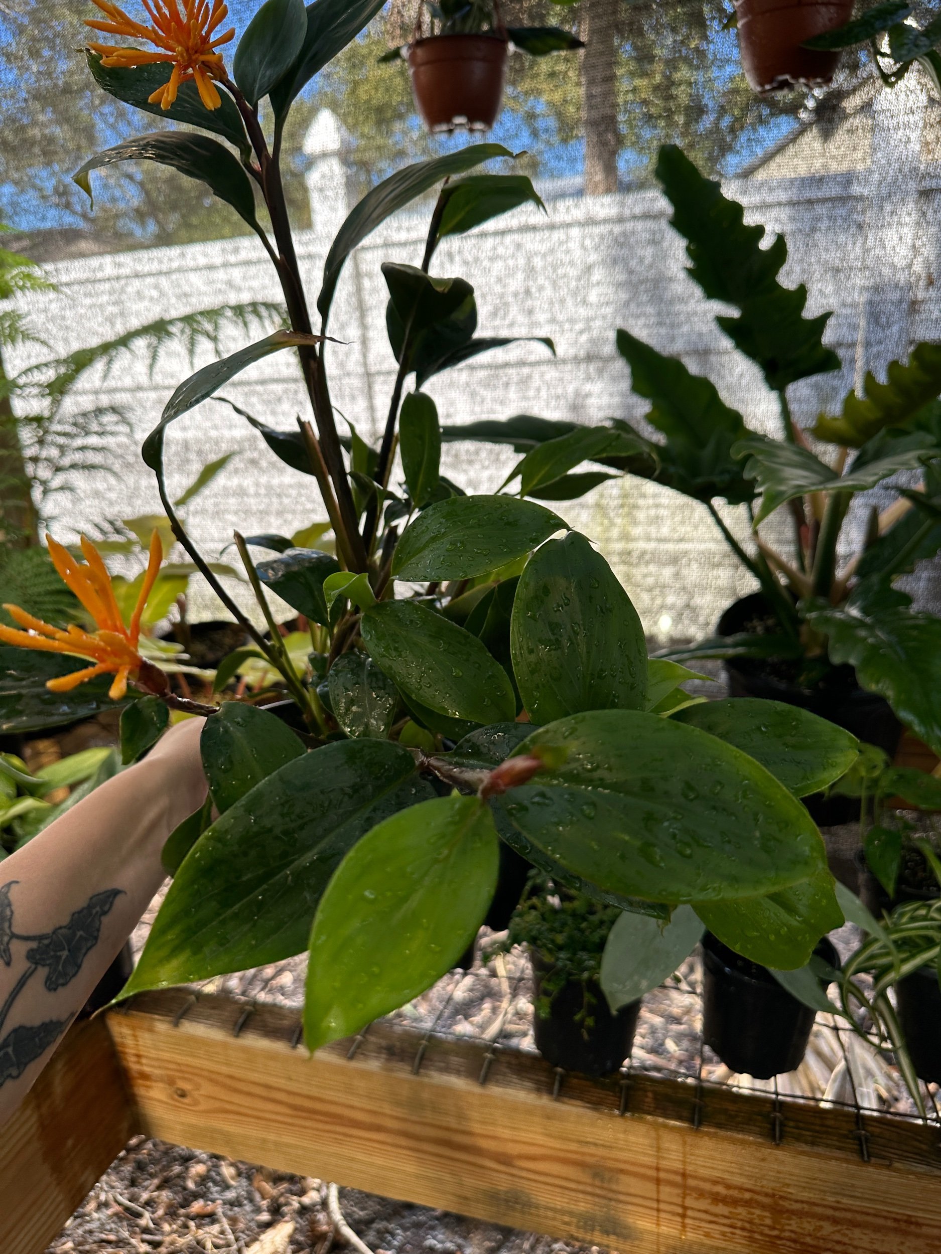 Golden Brush Ginger