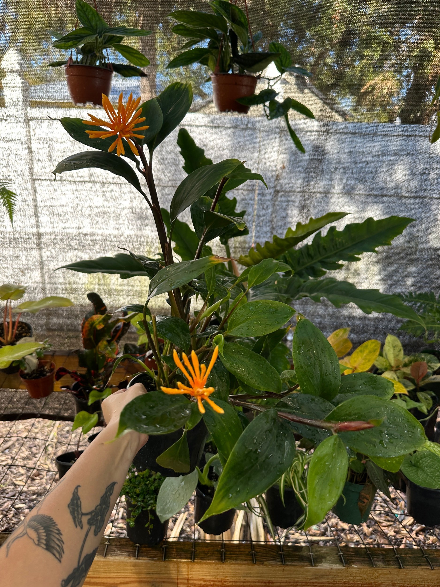 Golden Brush Ginger