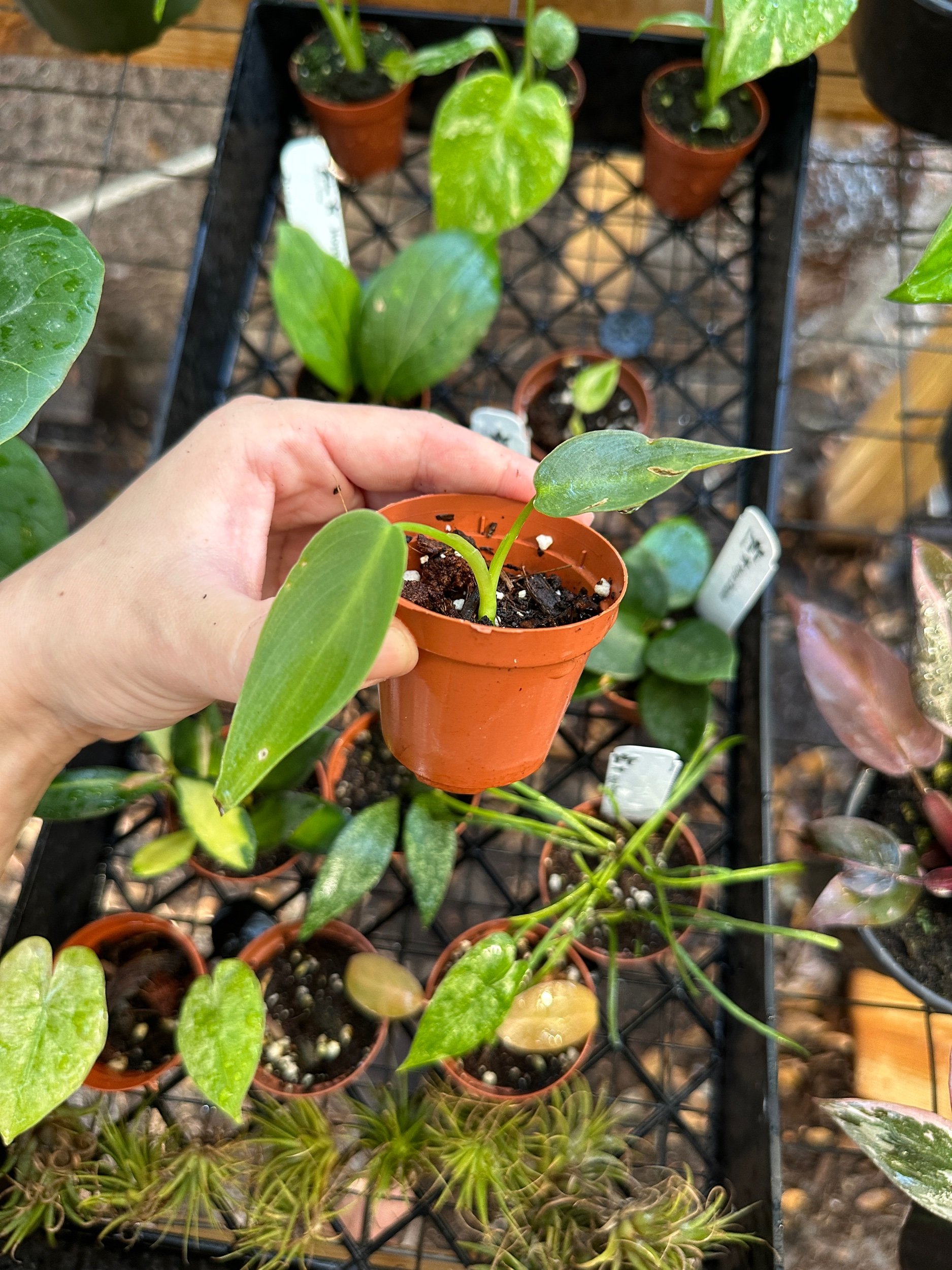 Philodendron Spiritus Sancti