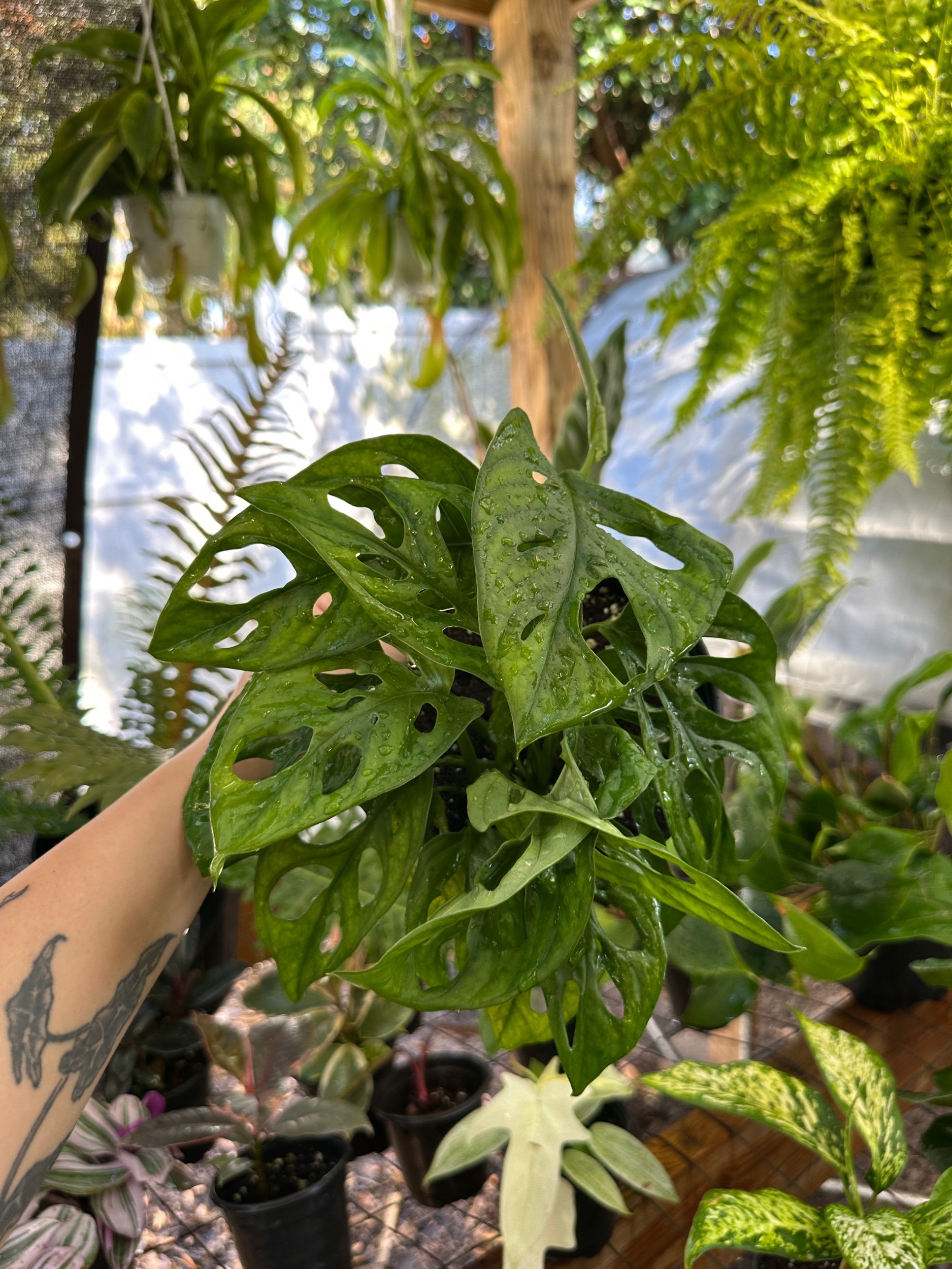 Monstera Adansonii (Wide Form)