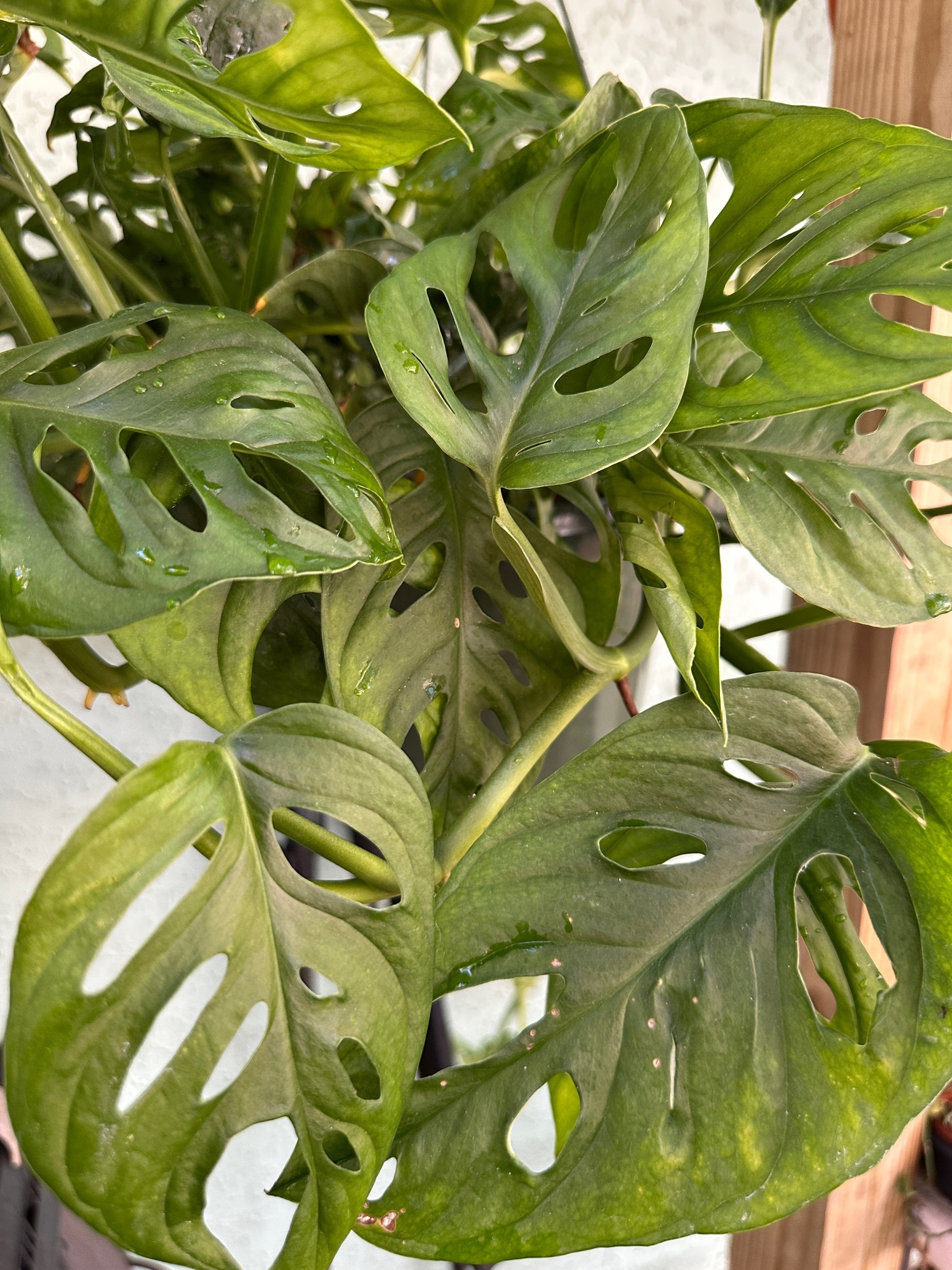 Monstera Adansonii (Wide Form)