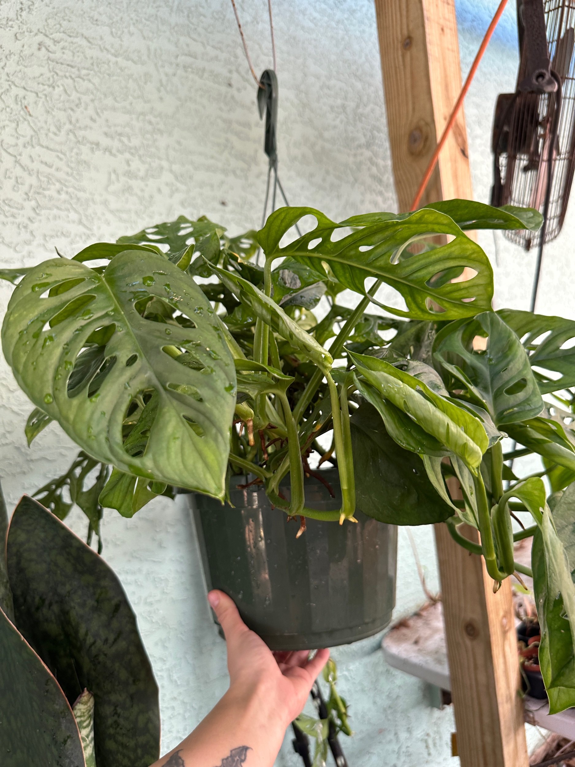 Monstera Adansonii (Wide Form)
