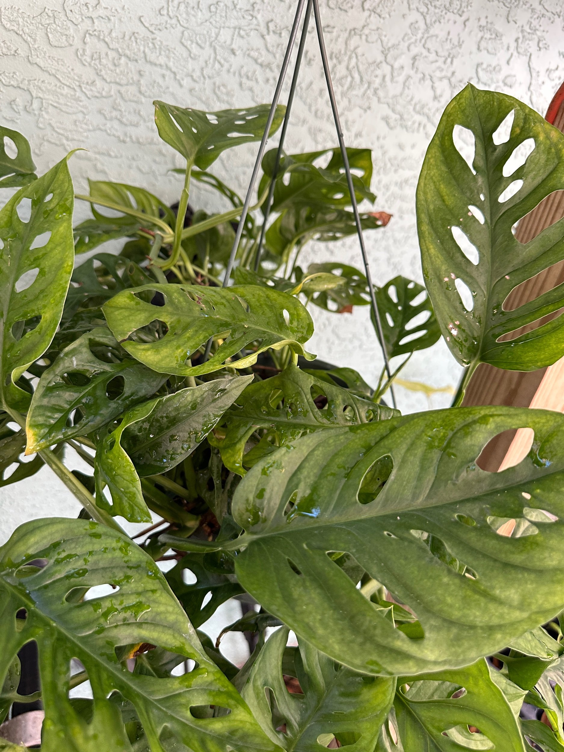 Monstera Adansonii (Wide Form)