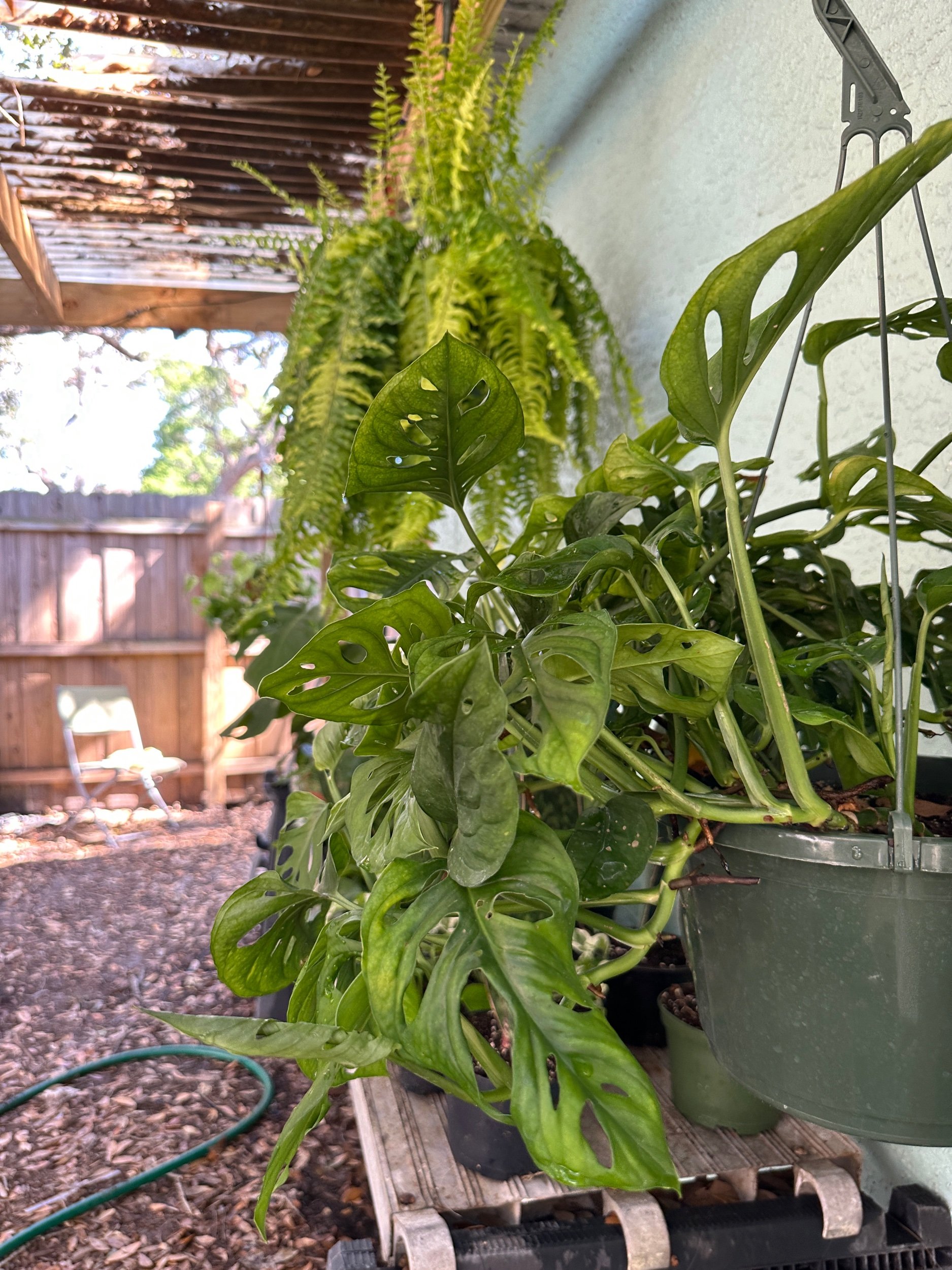 Monstera Adansonii (Wide Form)