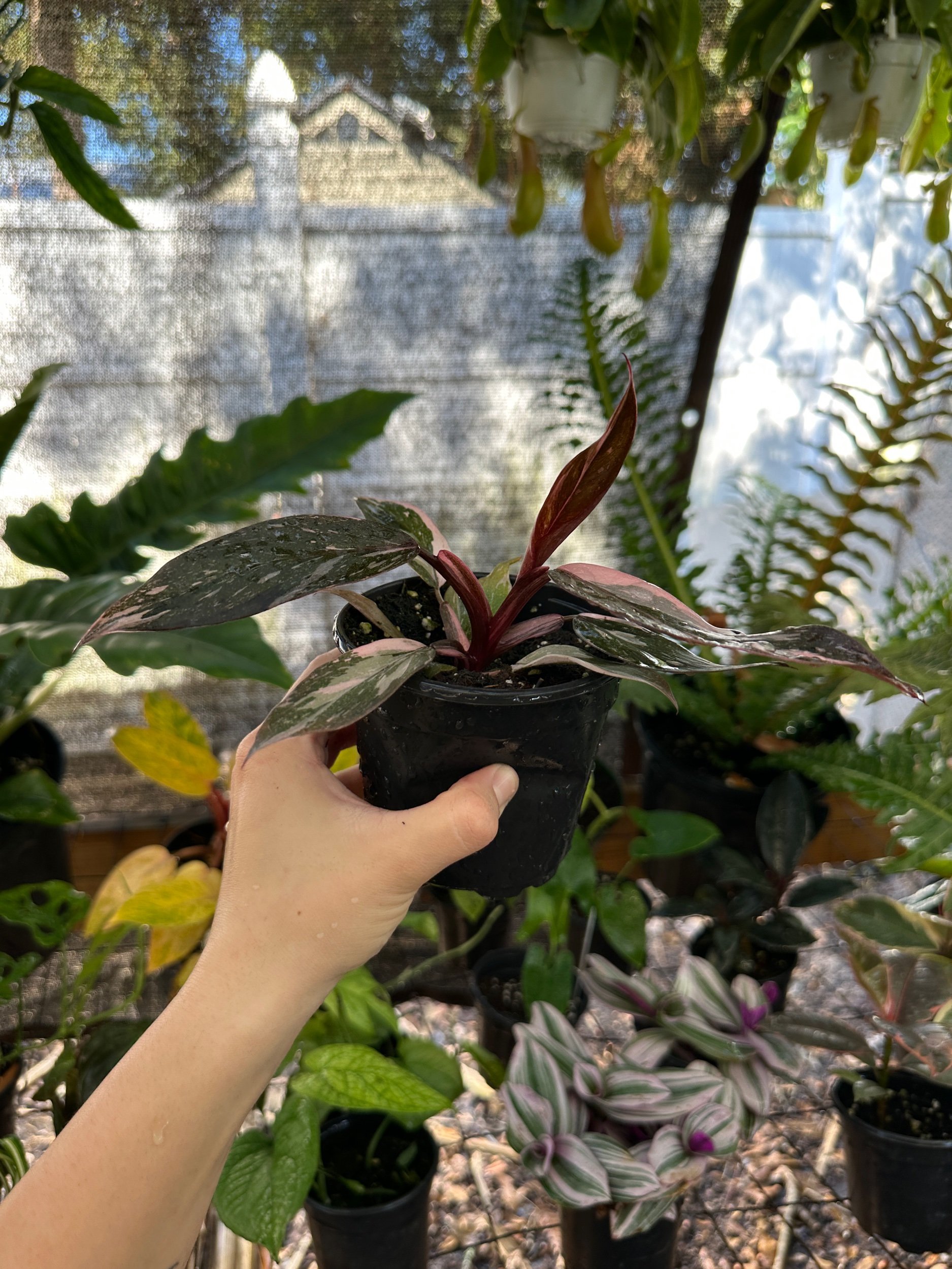 Philodendron Pink Princess Marble